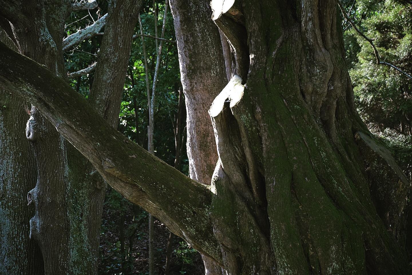 Trees help us breath, give shadow to everyone including those that cut their bough. They are connected to their roots, offer new leafs every chance they get and stay humble and grounded as long as they live. 

#lovebranch #treeoflove #forgive #love #