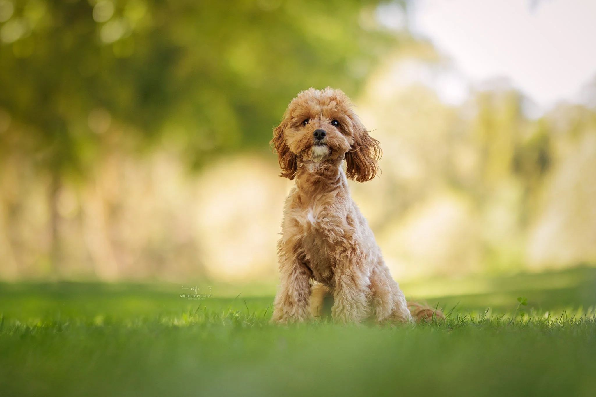 Paws Adventure -075.jpg