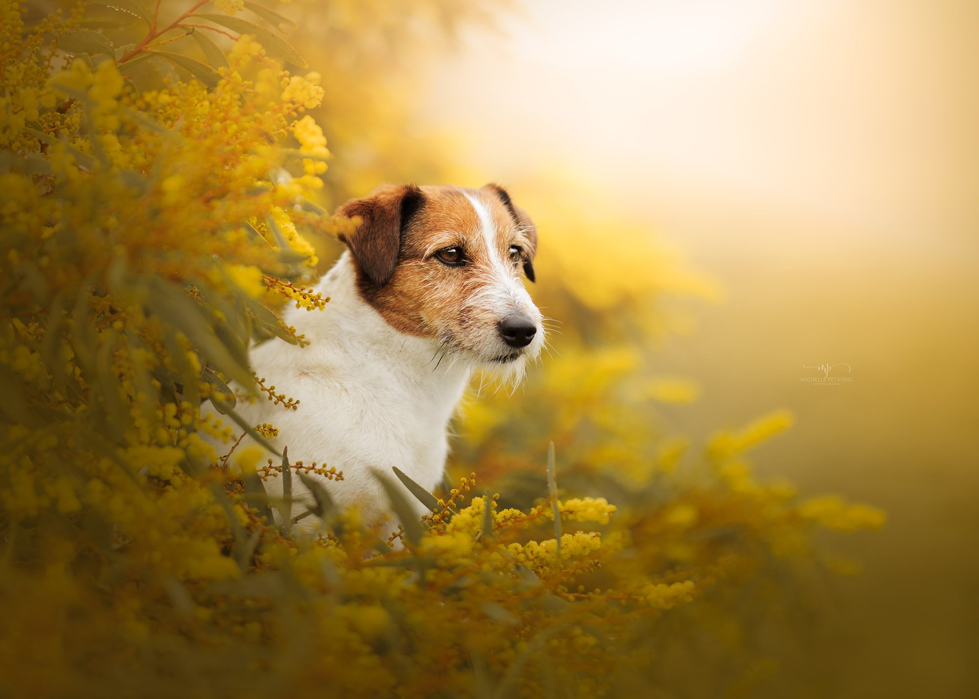 Adelaide pet photographer -18.jpg