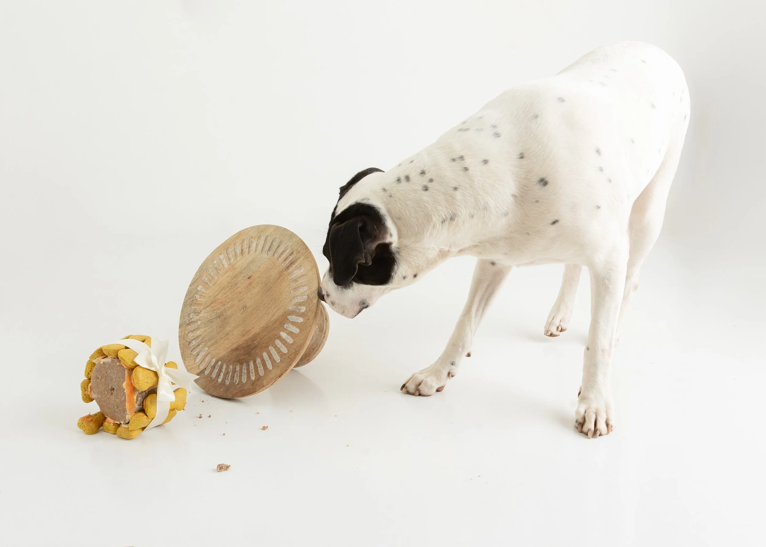 Dog cake smash Adelaide -48.jpg