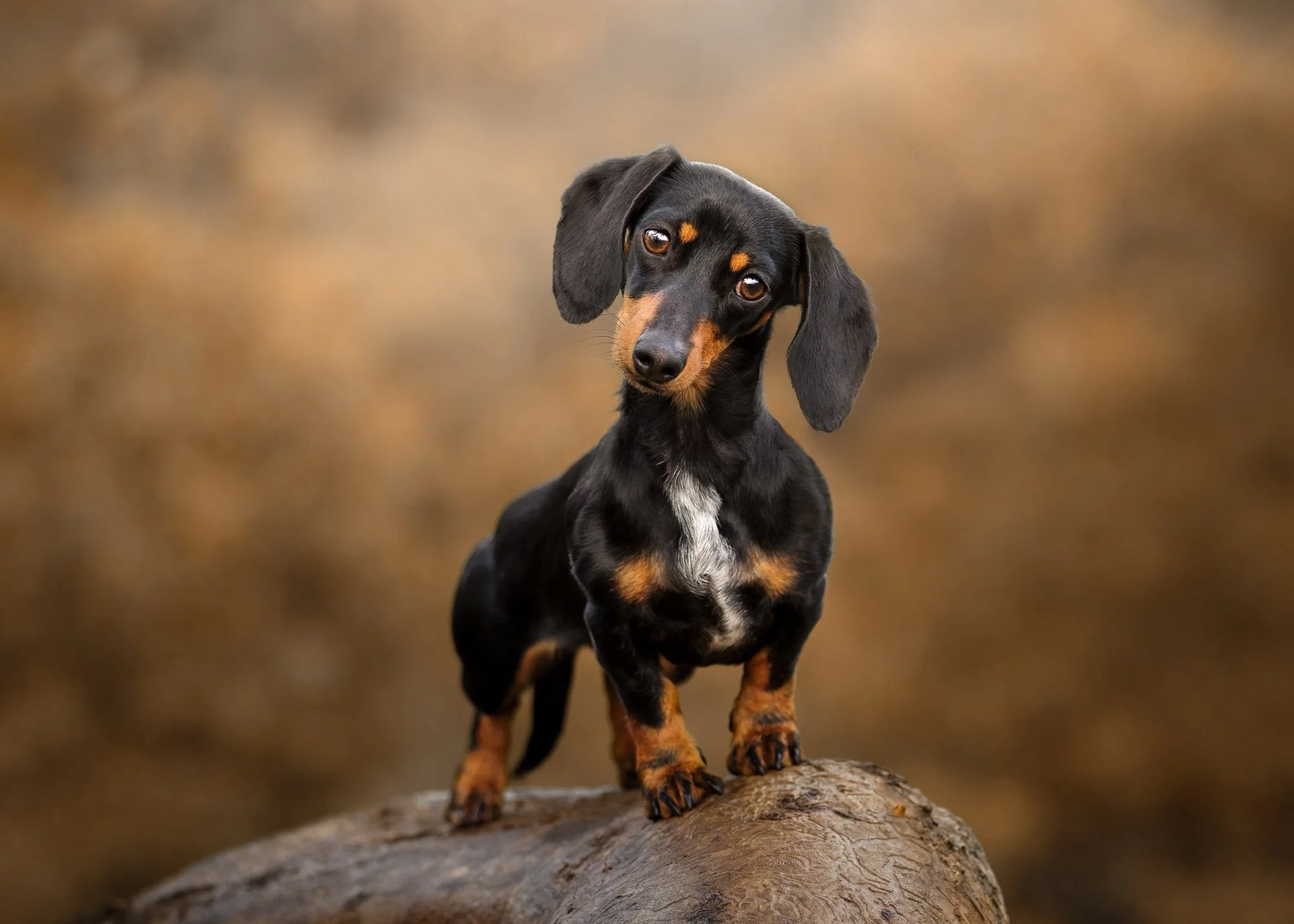 Dog photos Adelaide -04.jpg