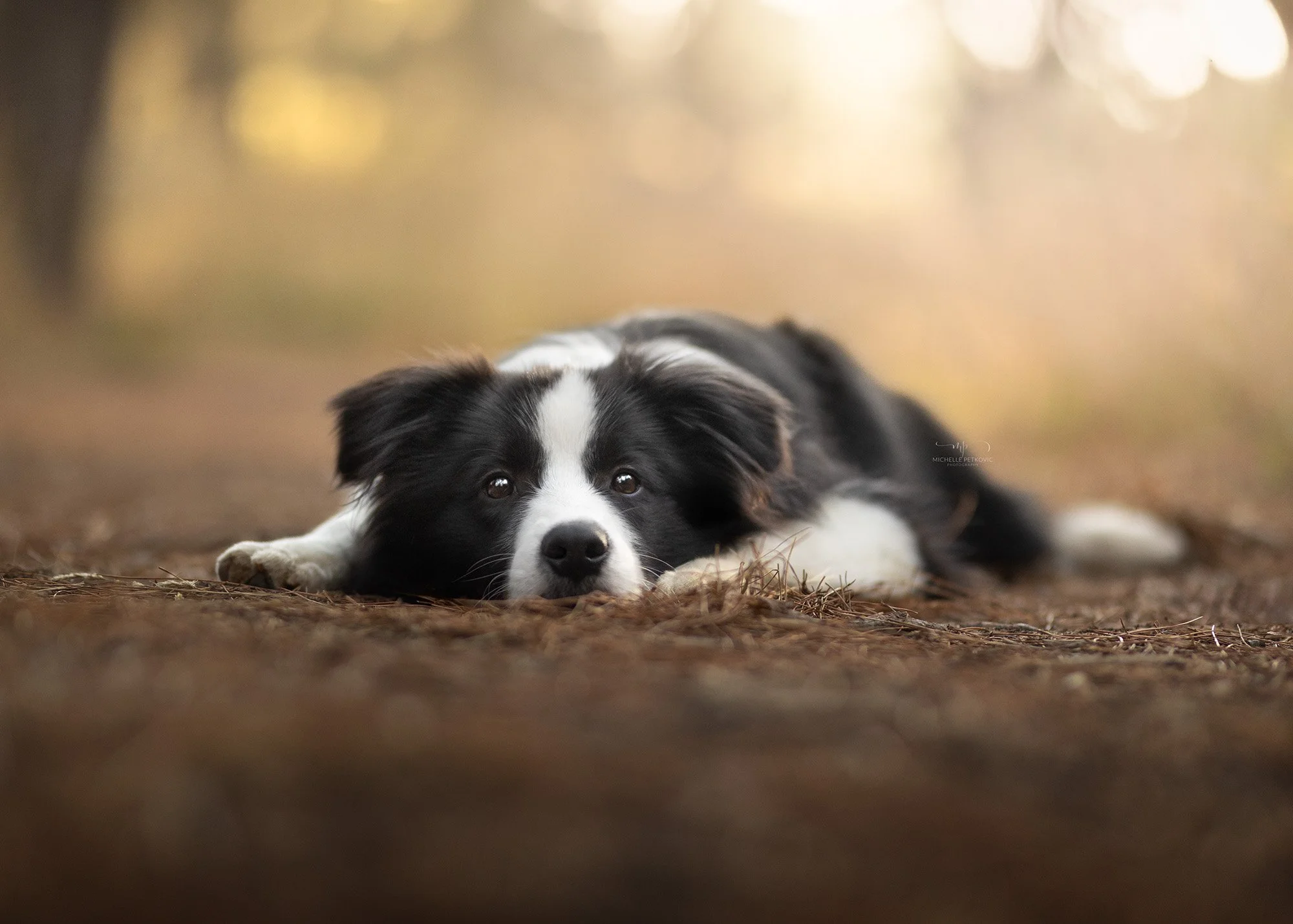 Dog Photography Adelaide -15.jpg