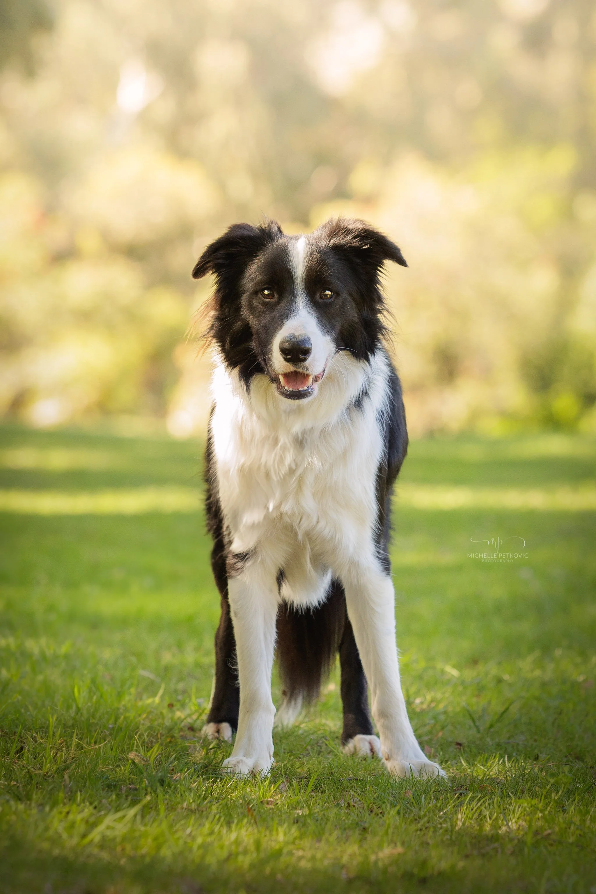 Paws Adventure -018.jpg