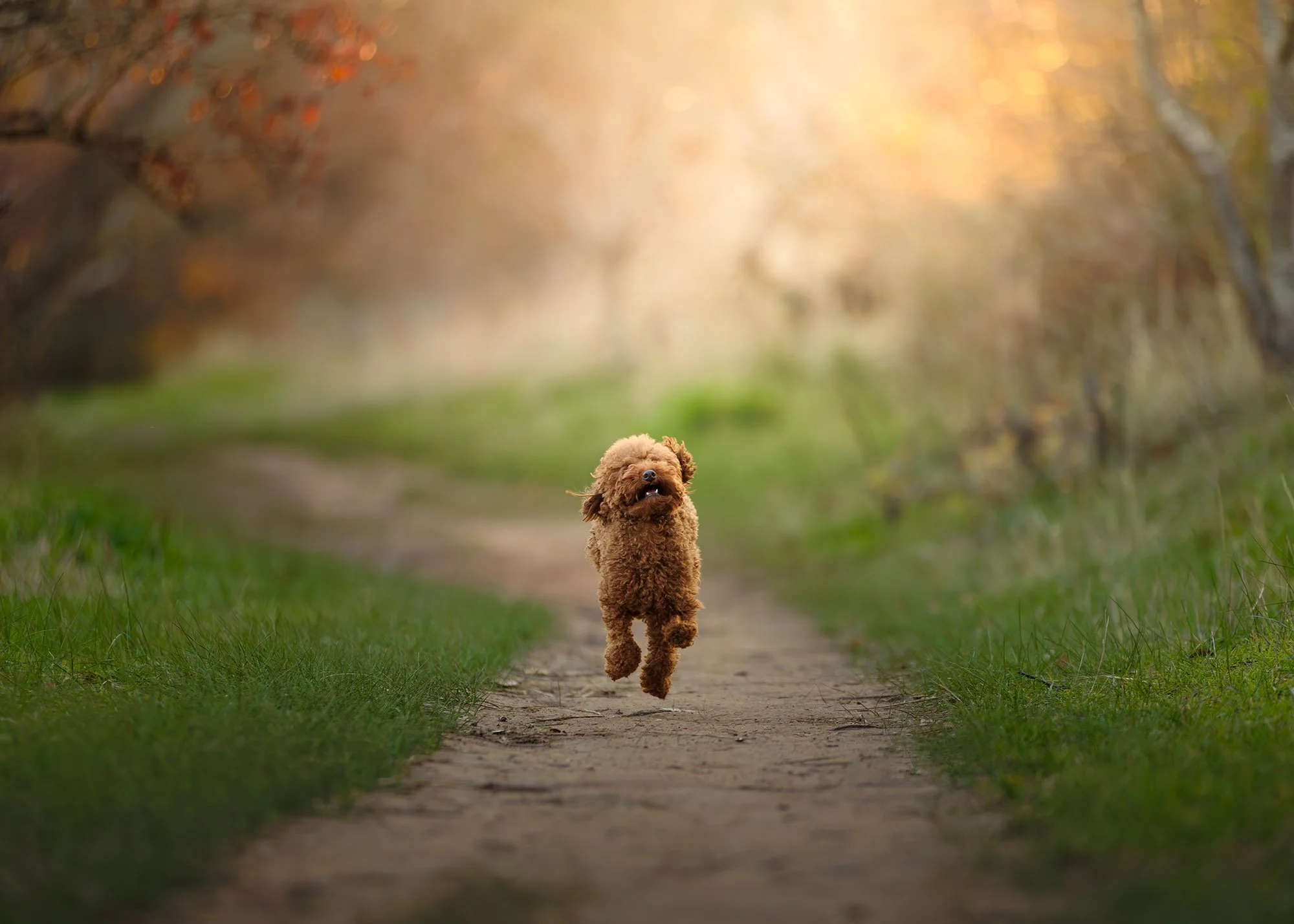 Dog Photos Adelaide -46.jpg