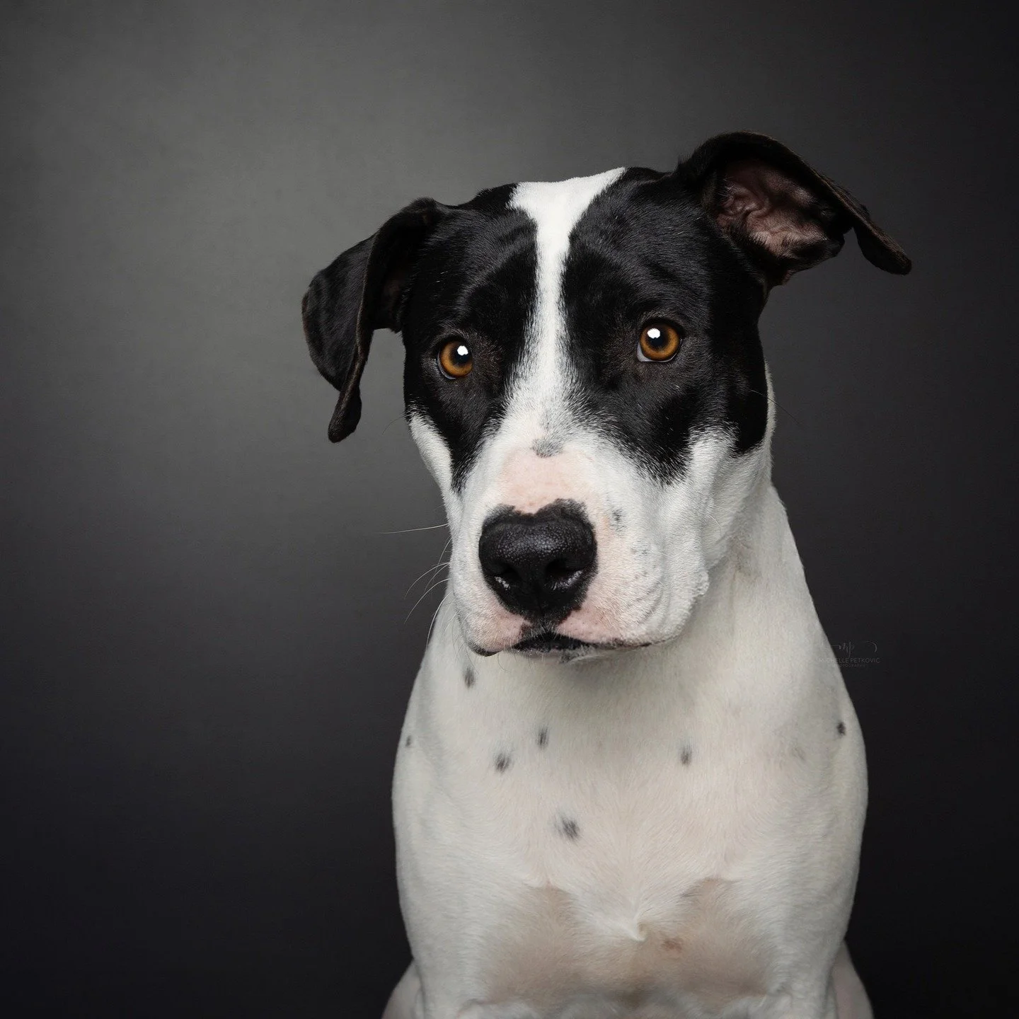 Some dogs are born to wear their hearts on their sleeves&hellip; and some wear them right on their nose. 💕 Meet Bambi, the sweetest girl who came into my studio with @scrufferrescue to model for me.
From the moment she walked in, she was full of lov