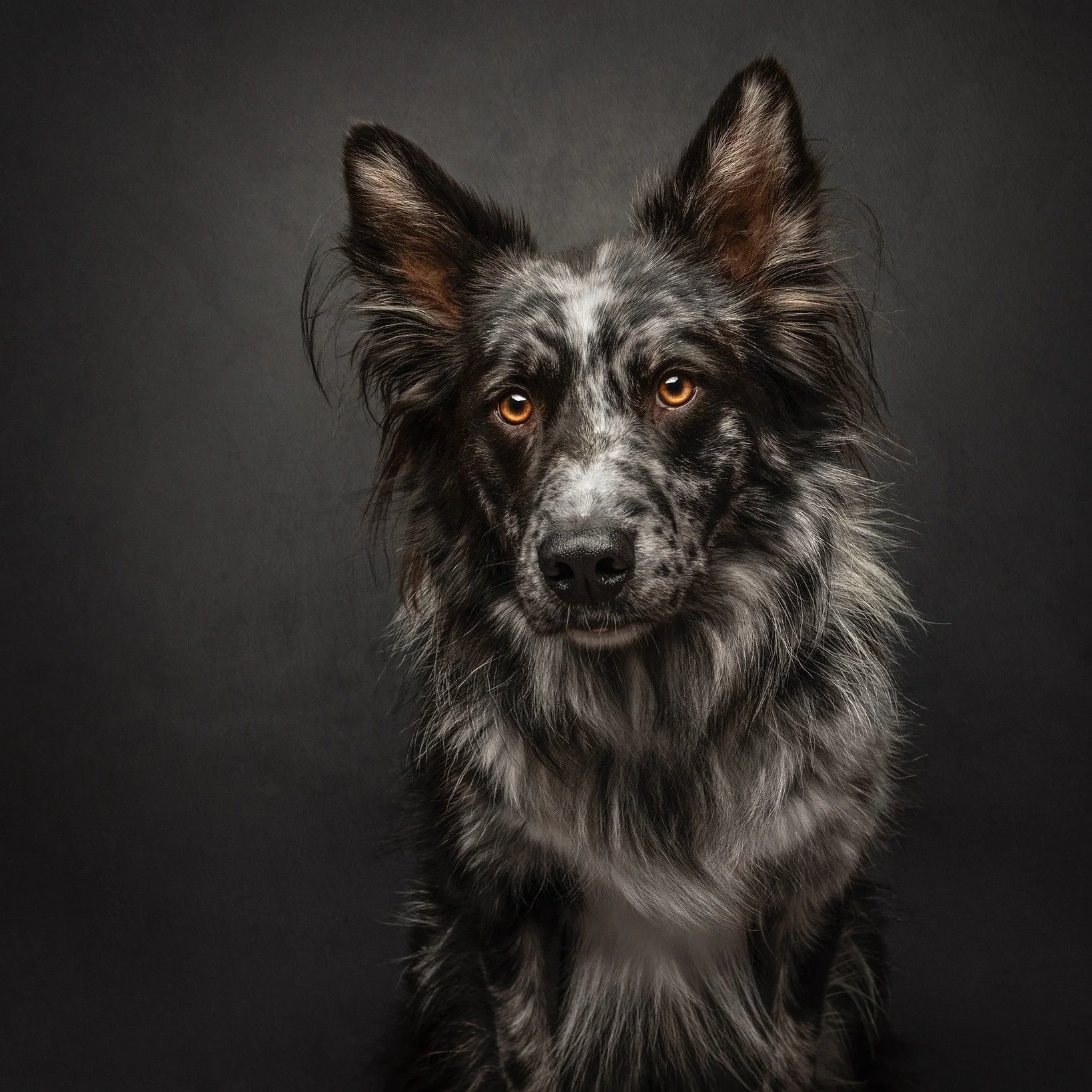 ✨🐾 Exciting news! 🐾✨

I&rsquo;m so honoured to share that three of my images have been selected as finalists in a national dog photography competition. Even more exciting &mdash; they&rsquo;ll be on display at the @david_roche_gallery  in North Ade