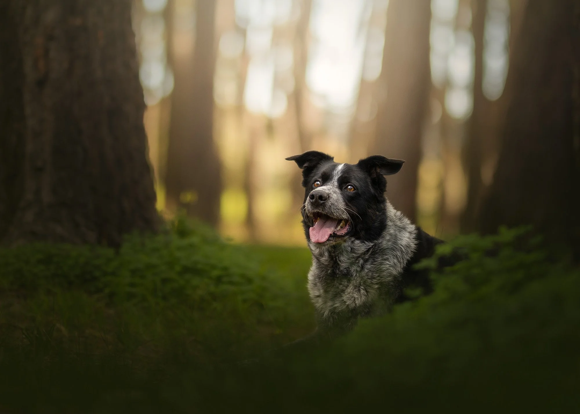 Tails of the World &ndash; Dog #10: @hugo.the.heeler, the Calm Heart 🐾

Some souls are just... steady. Hugo is one of them.

At 6 years old, this beautiful Blue Heeler x Border Collie has already taught the world a thing or two about patience, kindn