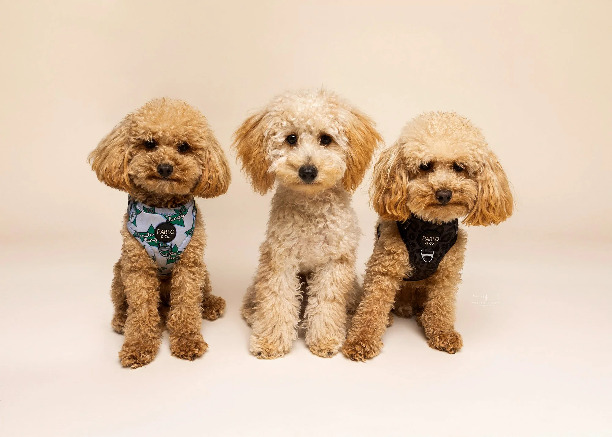 🎶 Boy band energy, activated.

Meet our Simba (in the middle), flanked by his Dad and Uncle - can you guess who&rsquo;s who? 👀

We&rsquo;re not saying they&rsquo;re about to drop their debut album... but we are saying we&rsquo;d buy it in every for