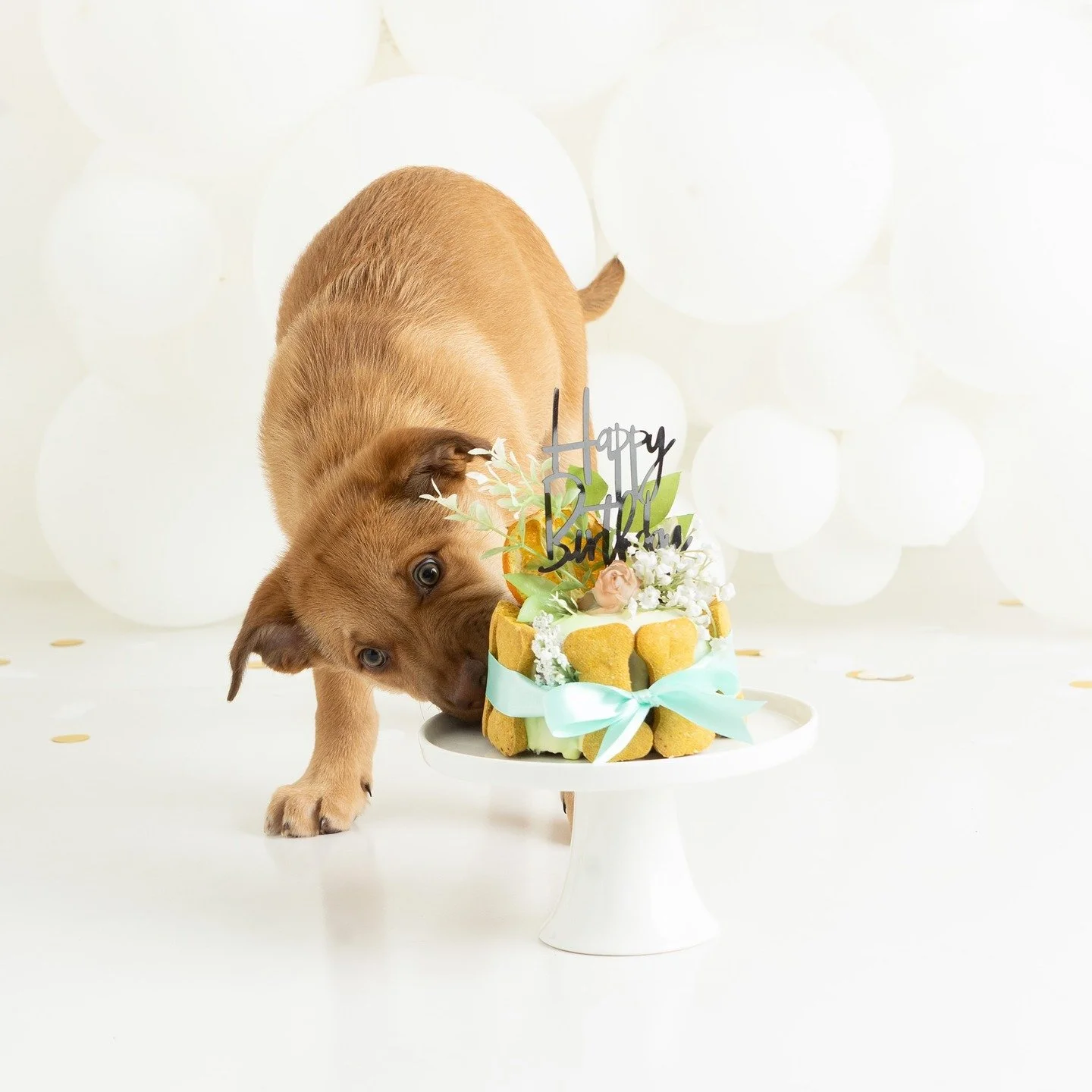 🎂🐾 Meet Paddy &mdash; the life of the paw-ty! 🐾🎂
This sweet boy came to the studio with Bambi with @scrufferrescue for his very own Cake Smash Session. From his first curious sniffs to madly licking the icing on his cake, Paddy tried to make sure