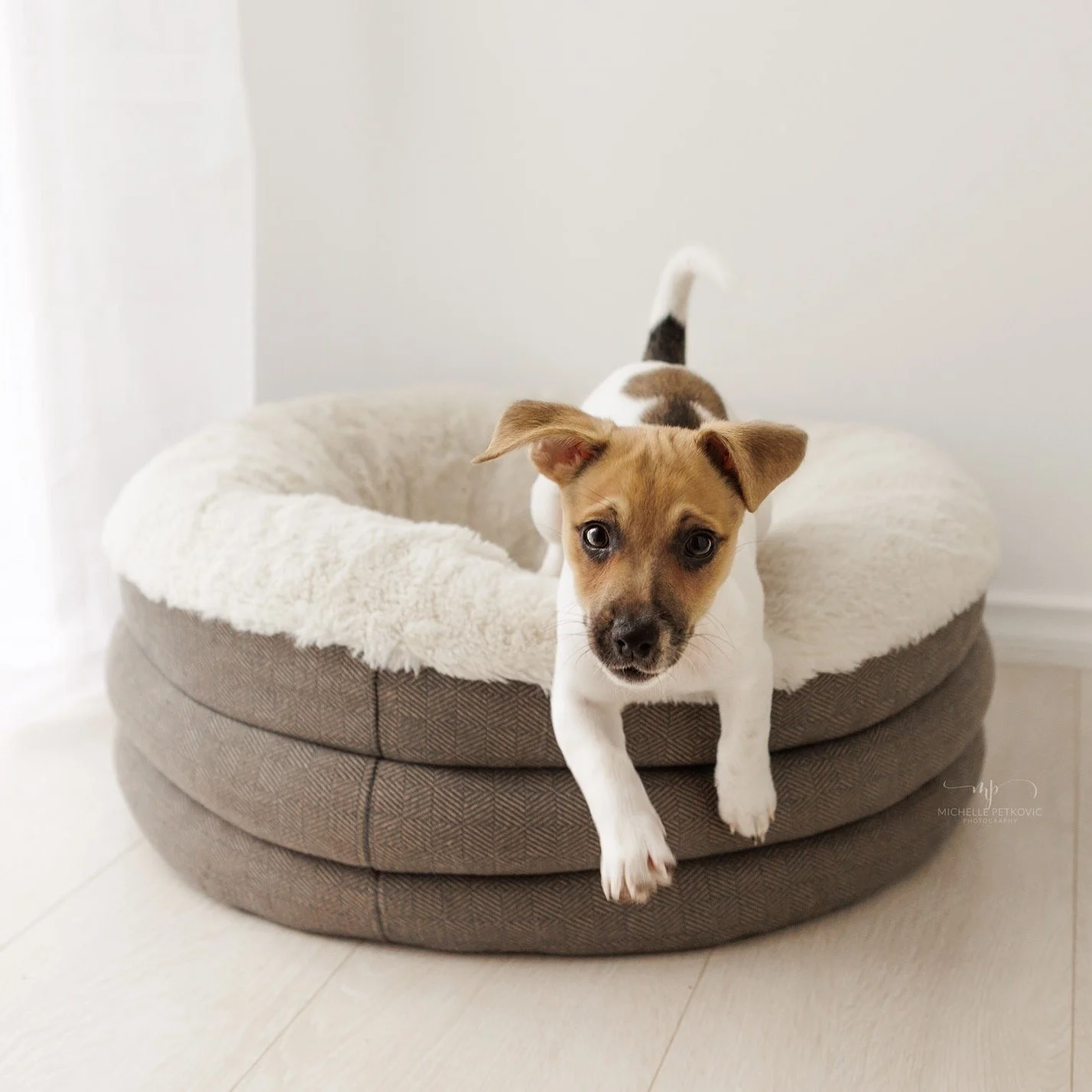 Puppy energy in full swing! This little one couldn&rsquo;t resist leaping straight out of her bed during her studio session 🐾💨
She and her sister came in with their Mum &amp; Dad for photos while they were still tiny and waiting for their vaccinati