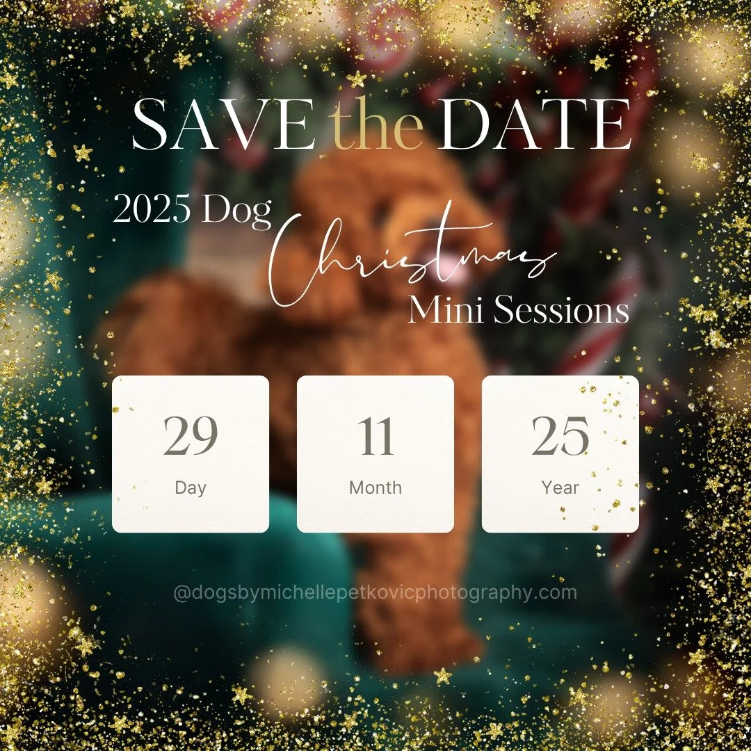 🎅✨ Save the date, dog lovers! ✨🎅

Our Dog Christmas Sessions are back - happening Saturday, Nov 29th at @westfordco.au (formerly @ariandmedoggydaycare ) in Golden Grove!

Get ready for wagging tails, festive fun, and photos that&rsquo;ll make your 