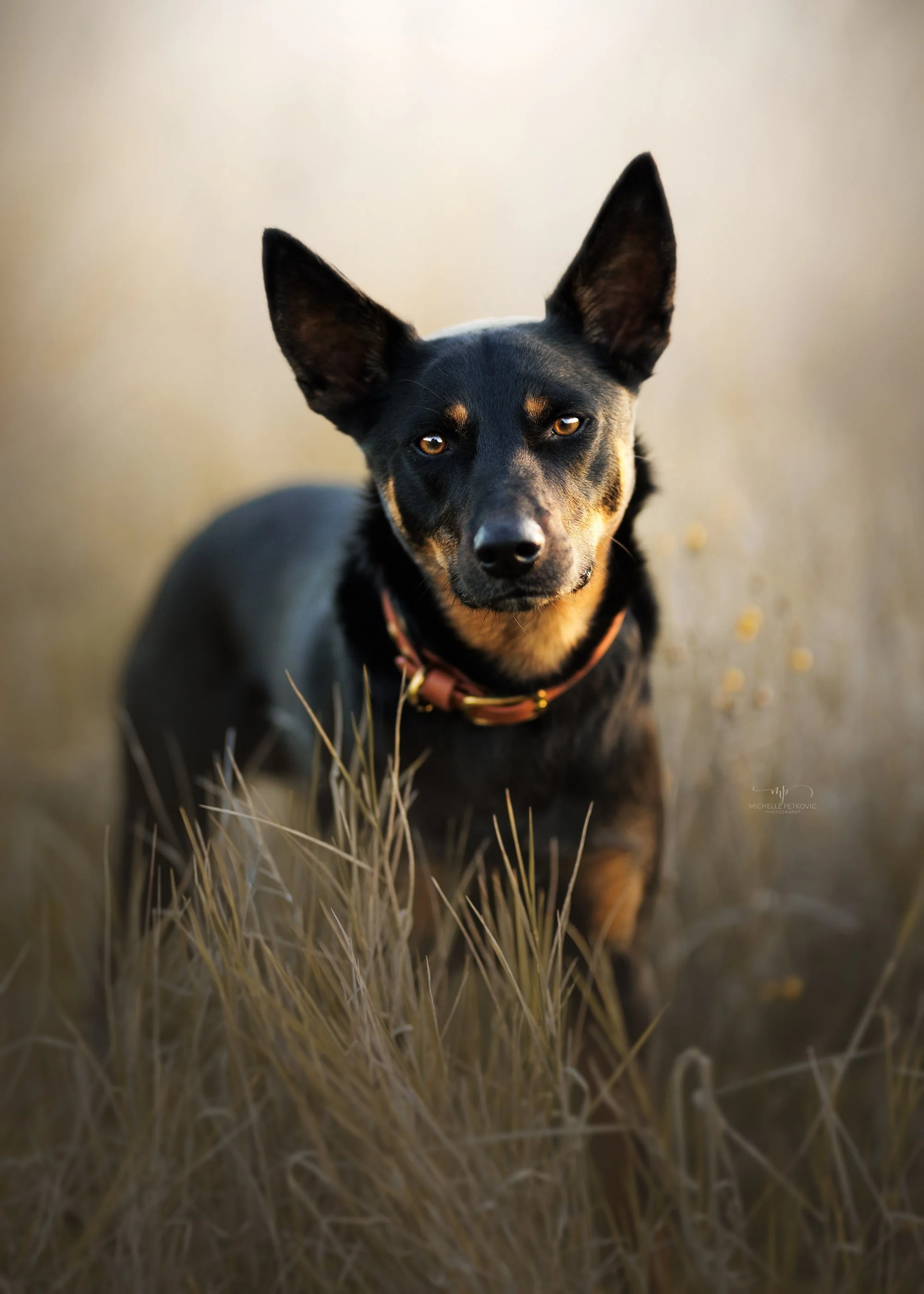 Kelpie Photography -24.jpg