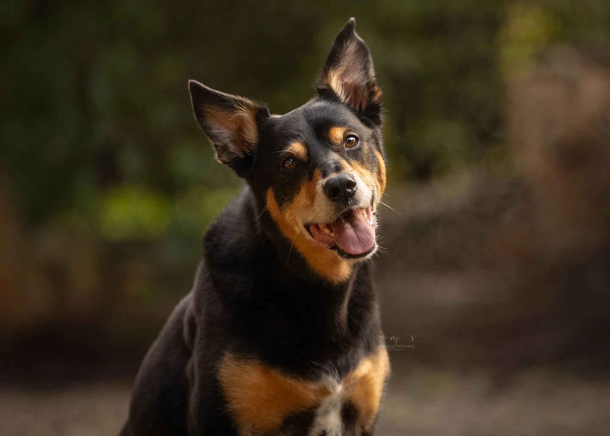 Dog photography Adelaide -03.jpg