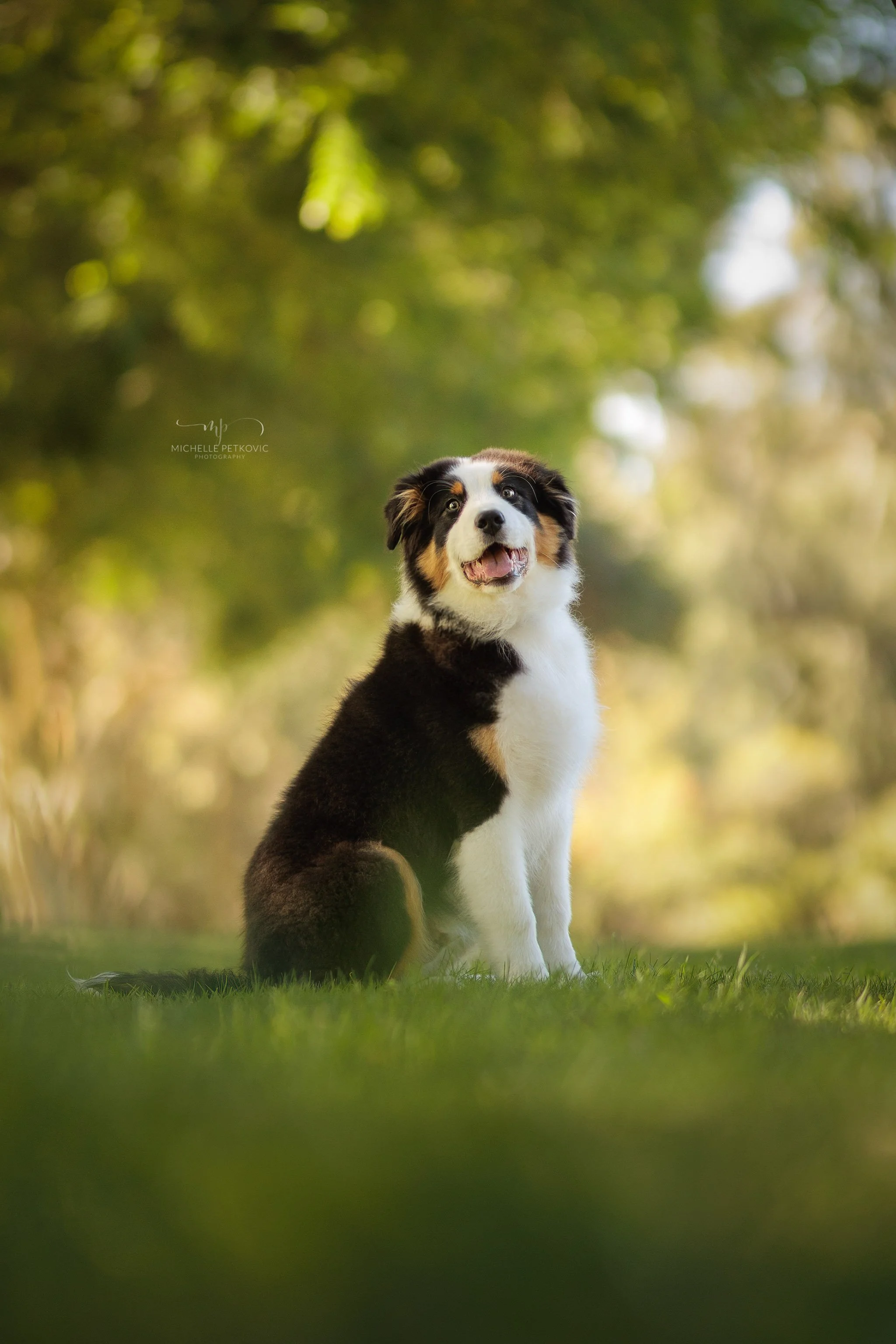 Paws Adventure -031.jpg