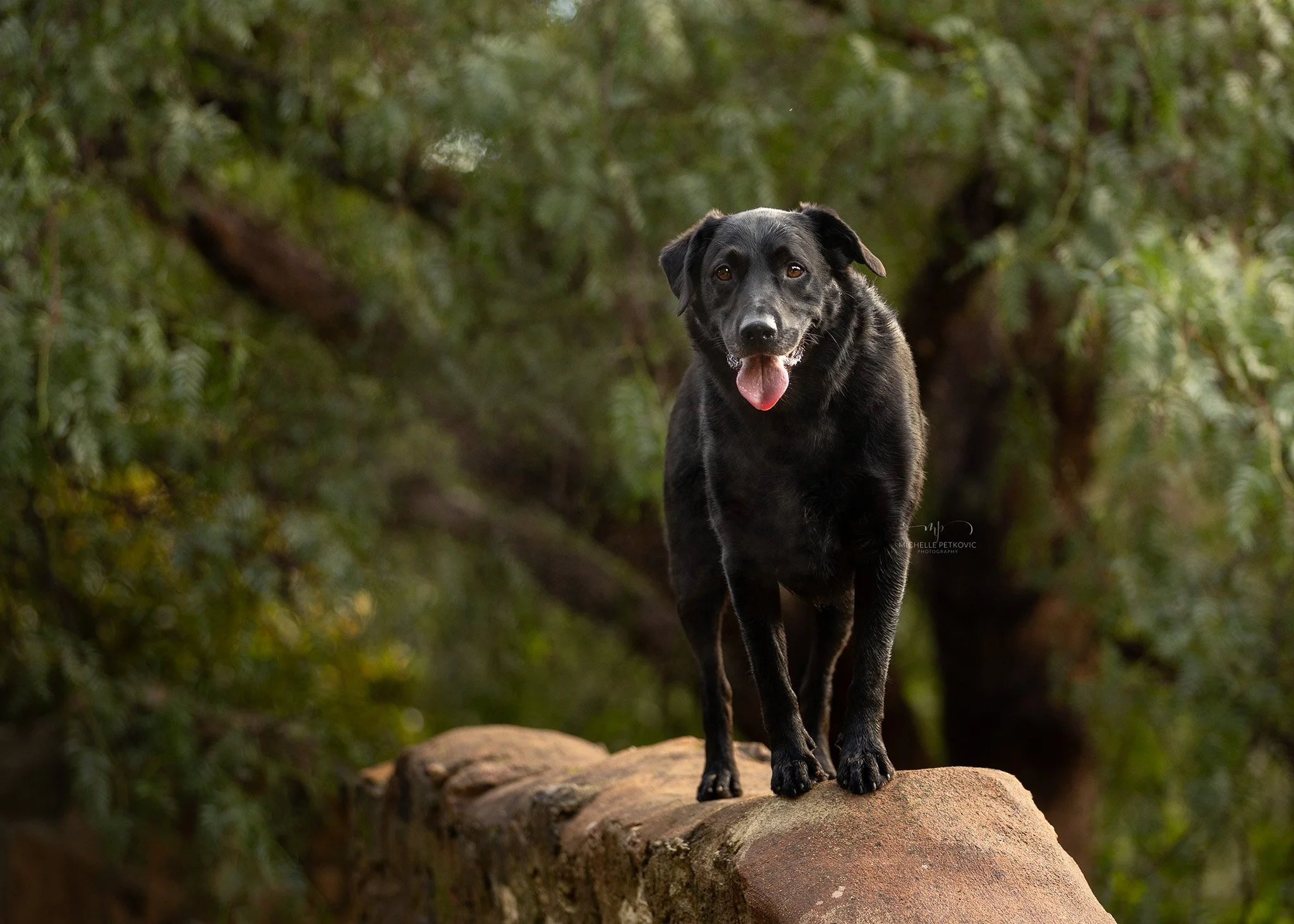 Dog photography Adelaide -02.jpg