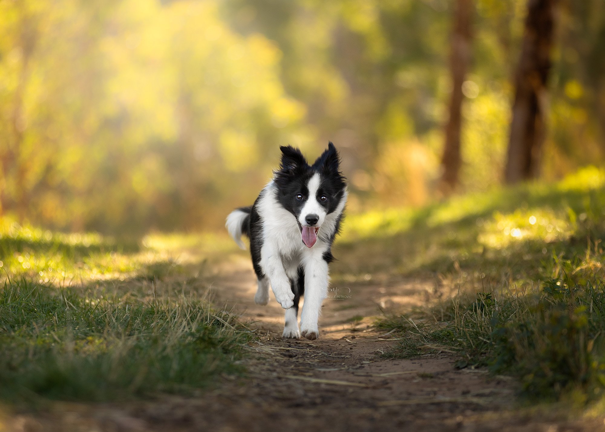 Dog Photography Adelaide -01.jpg
