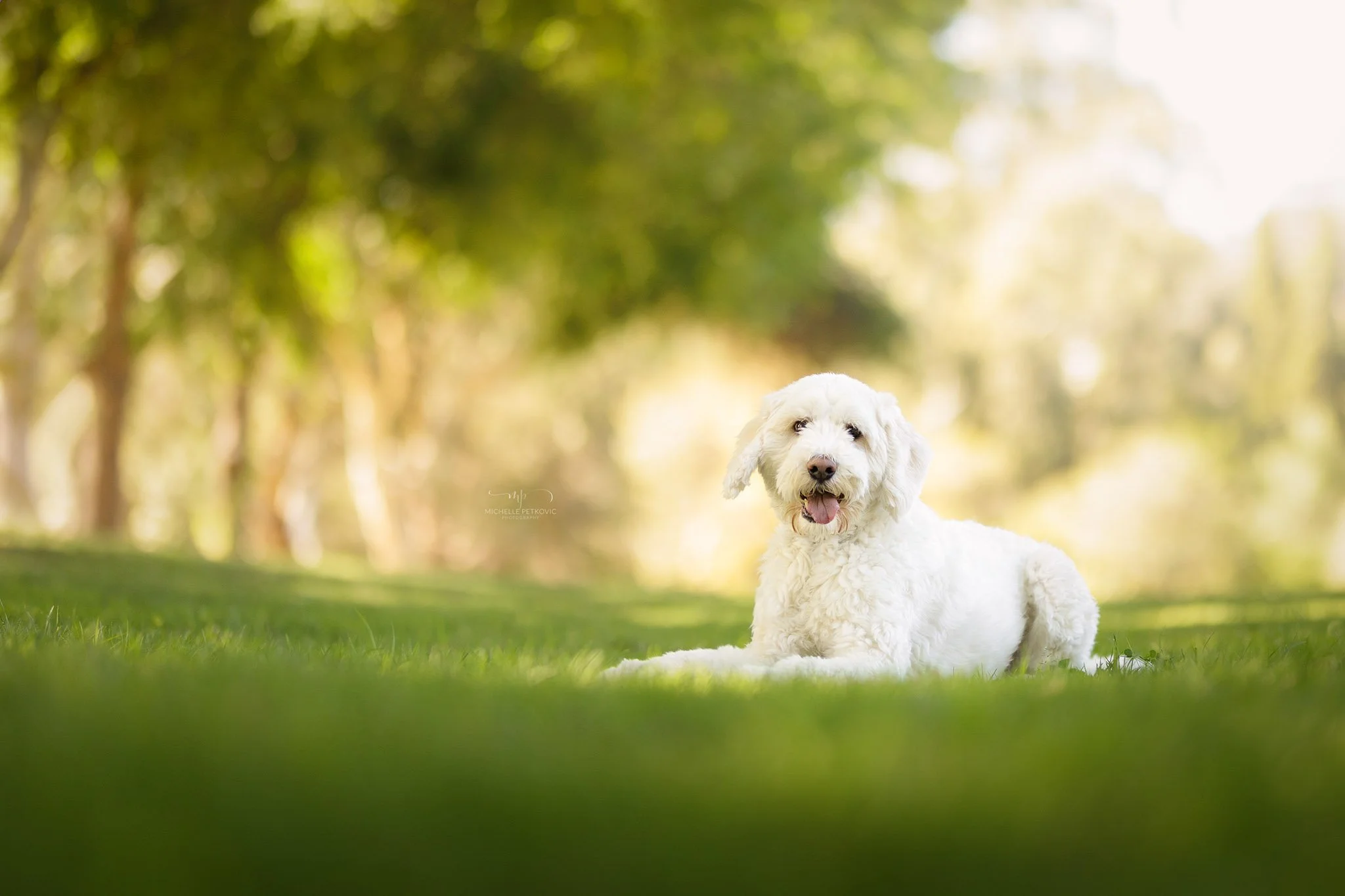 Paws Adventure -054.jpg