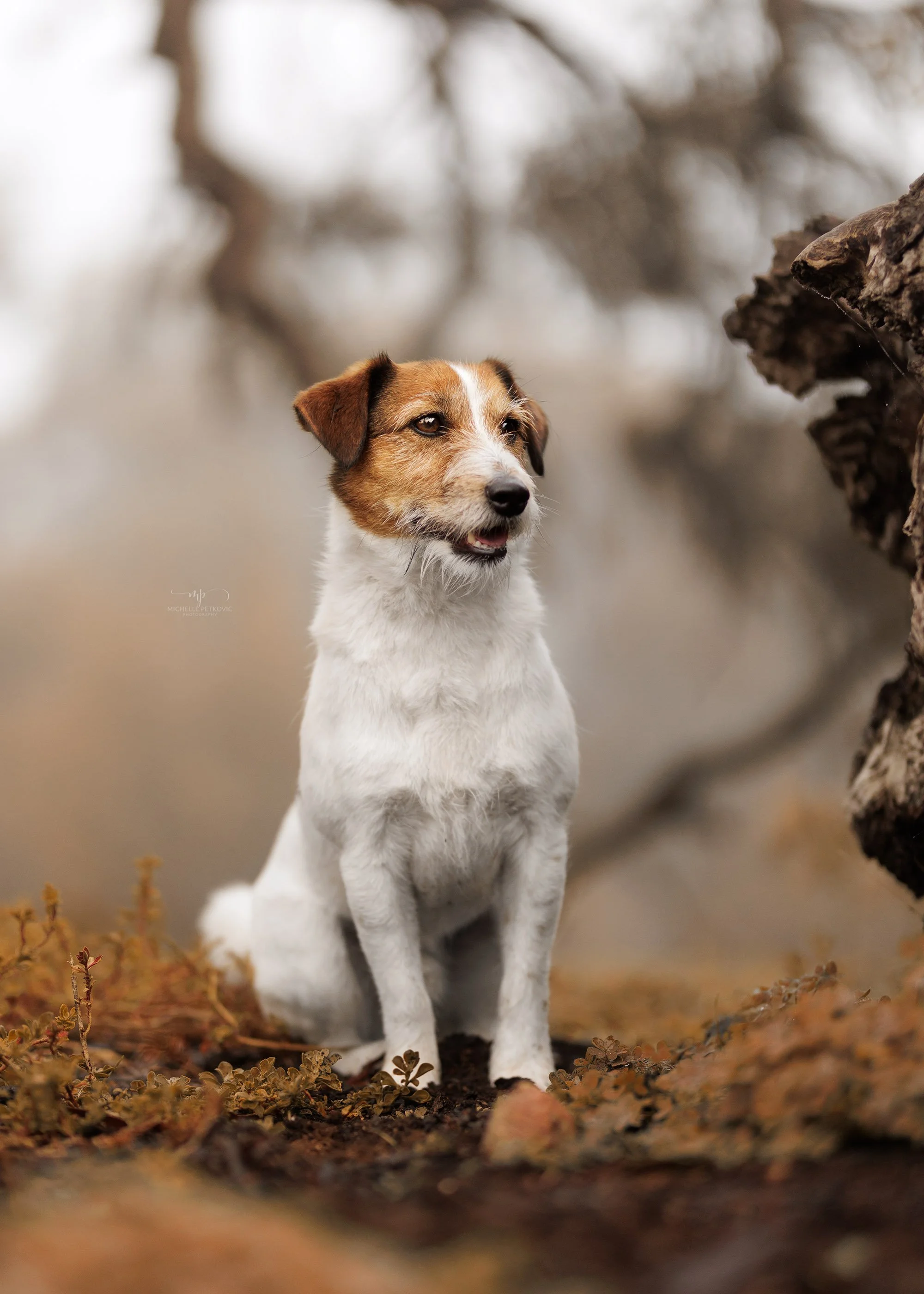 Adelaide pet photographer -01.jpg