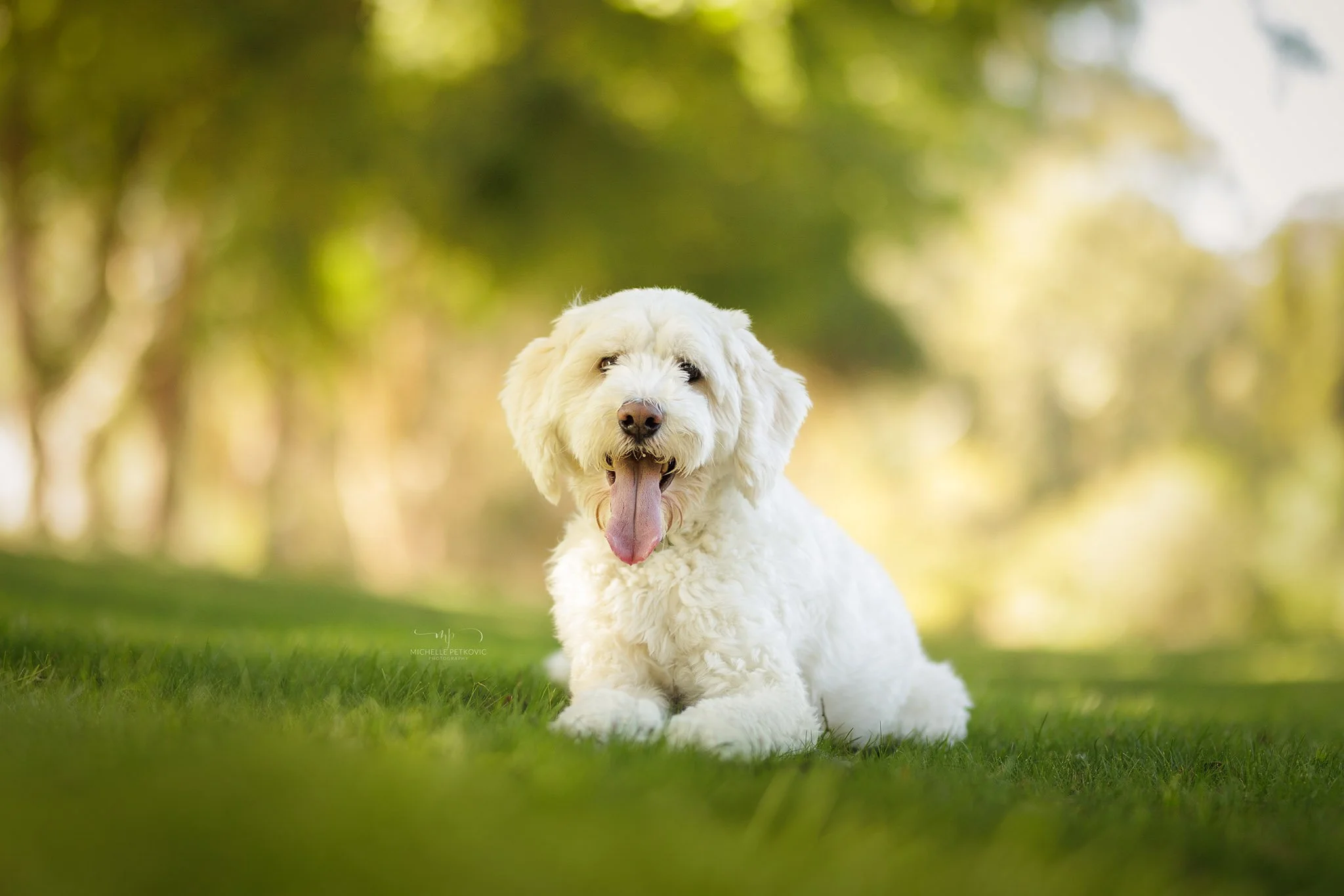 Paws Adventure -056.jpg