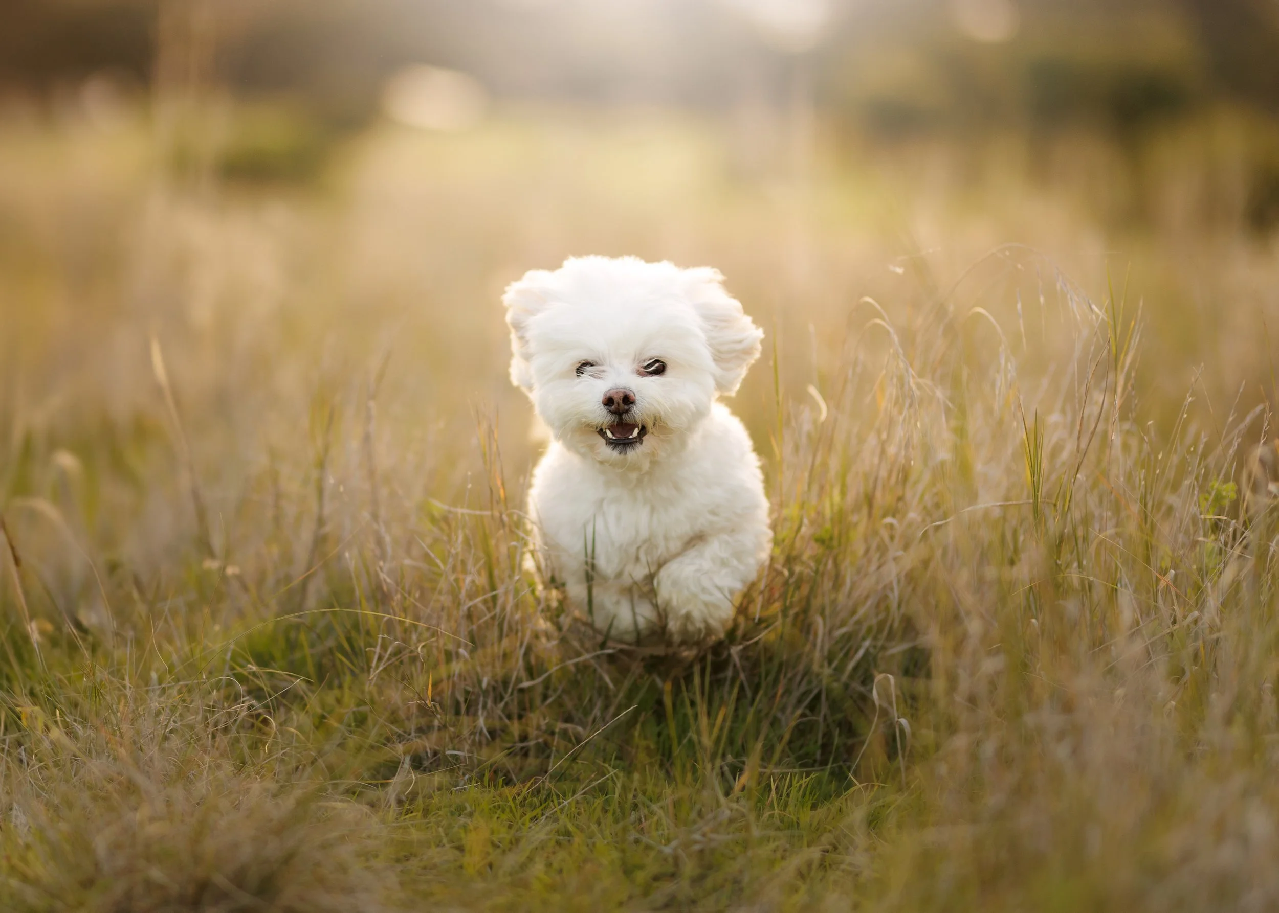 Maltese dog running in long grass taken by a professional photographer Adelaide