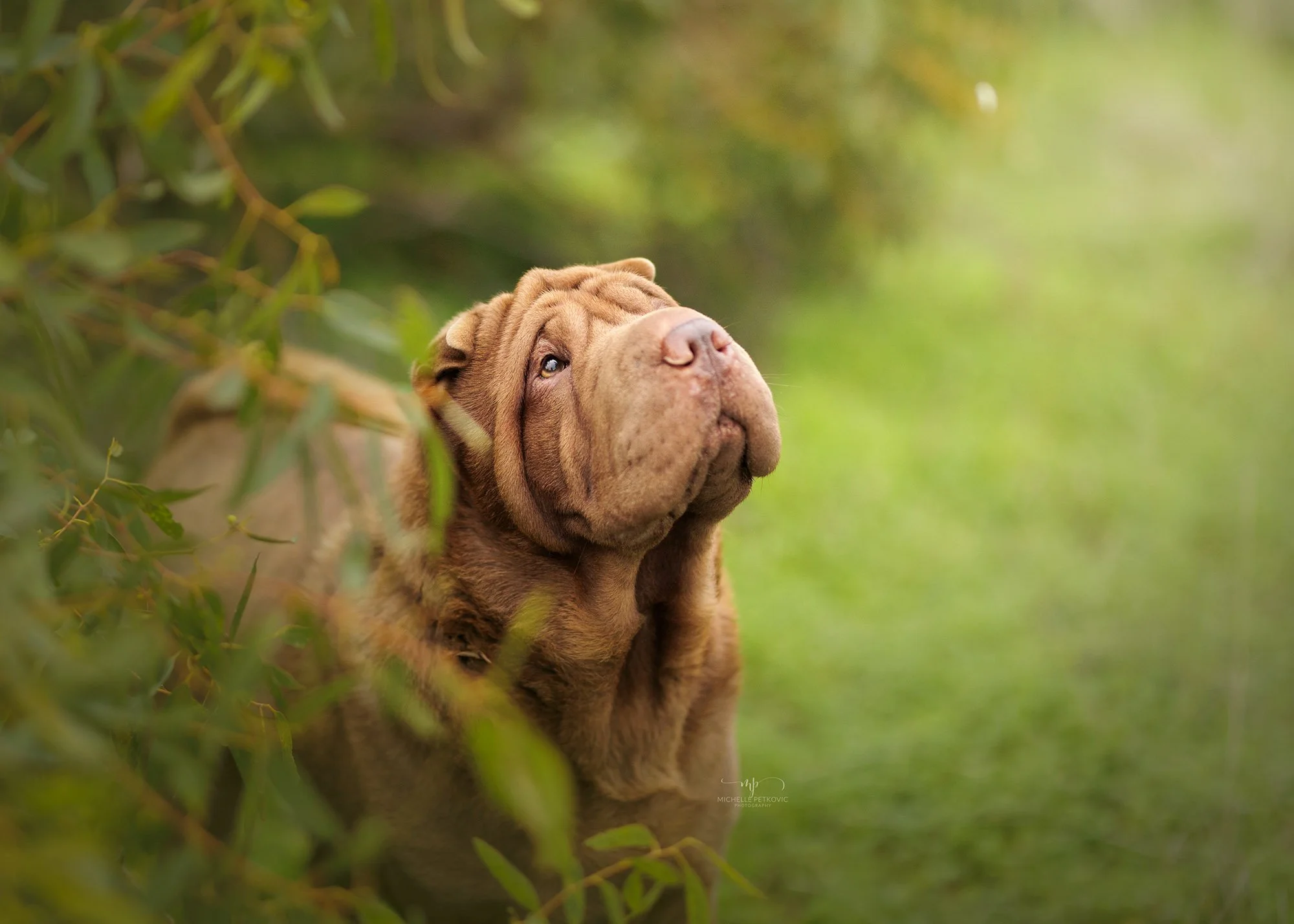 Dog Photographer Adelaide -05.jpg