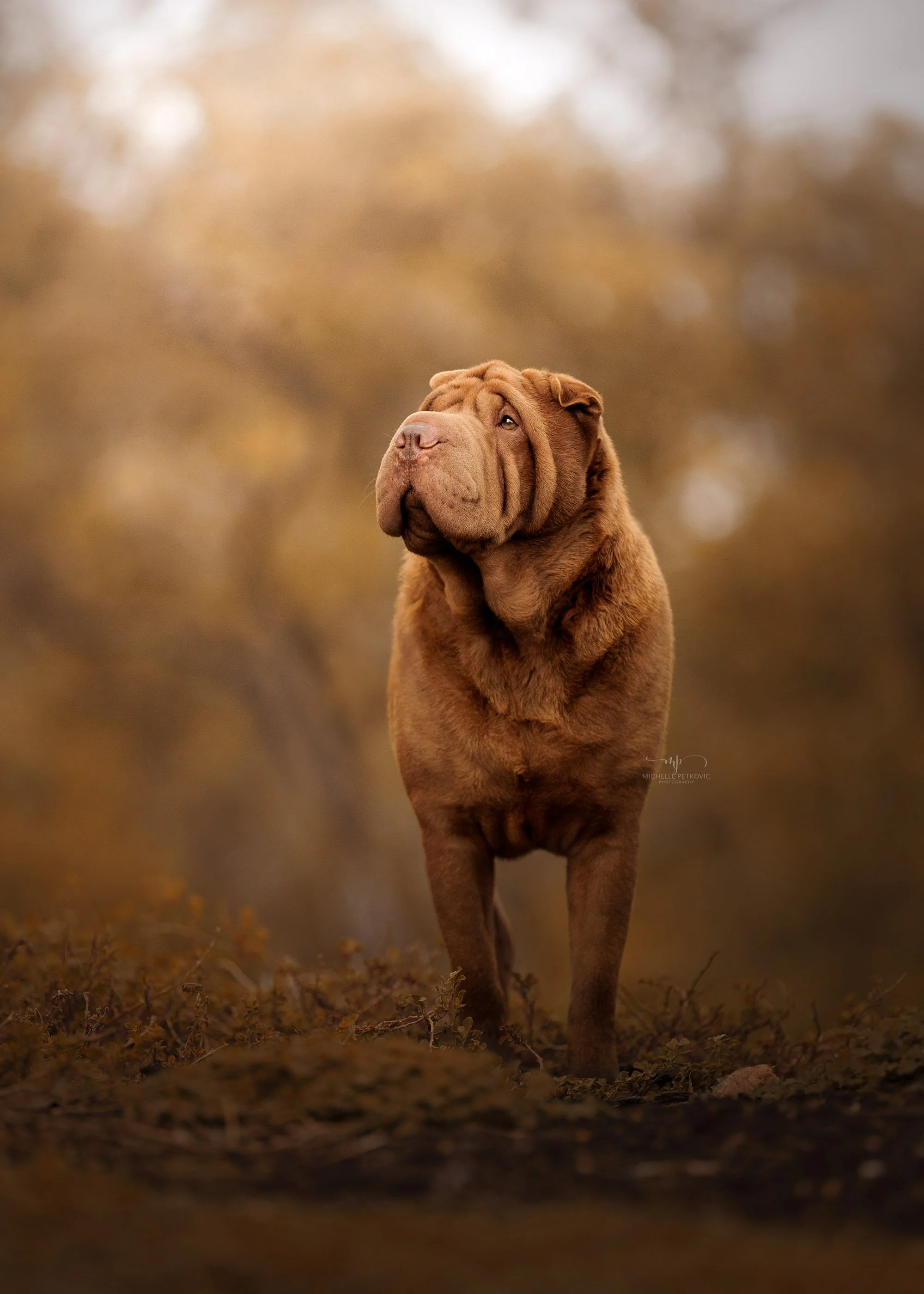 Dog Photographer Adelaide -12.jpg