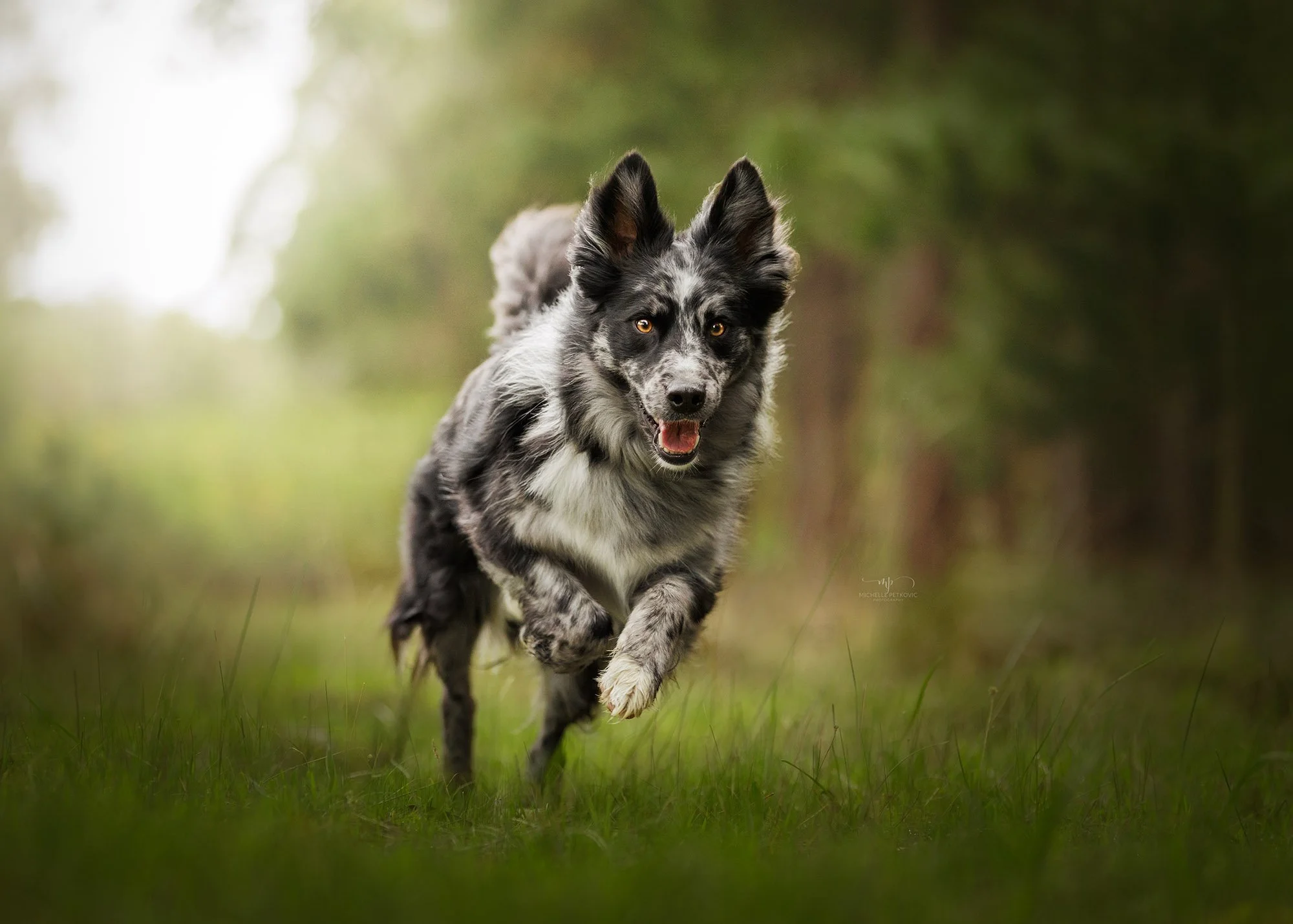 Blue Merle Border Collie running in the forest taken by a professional photographer in Mt Crawford South Australia