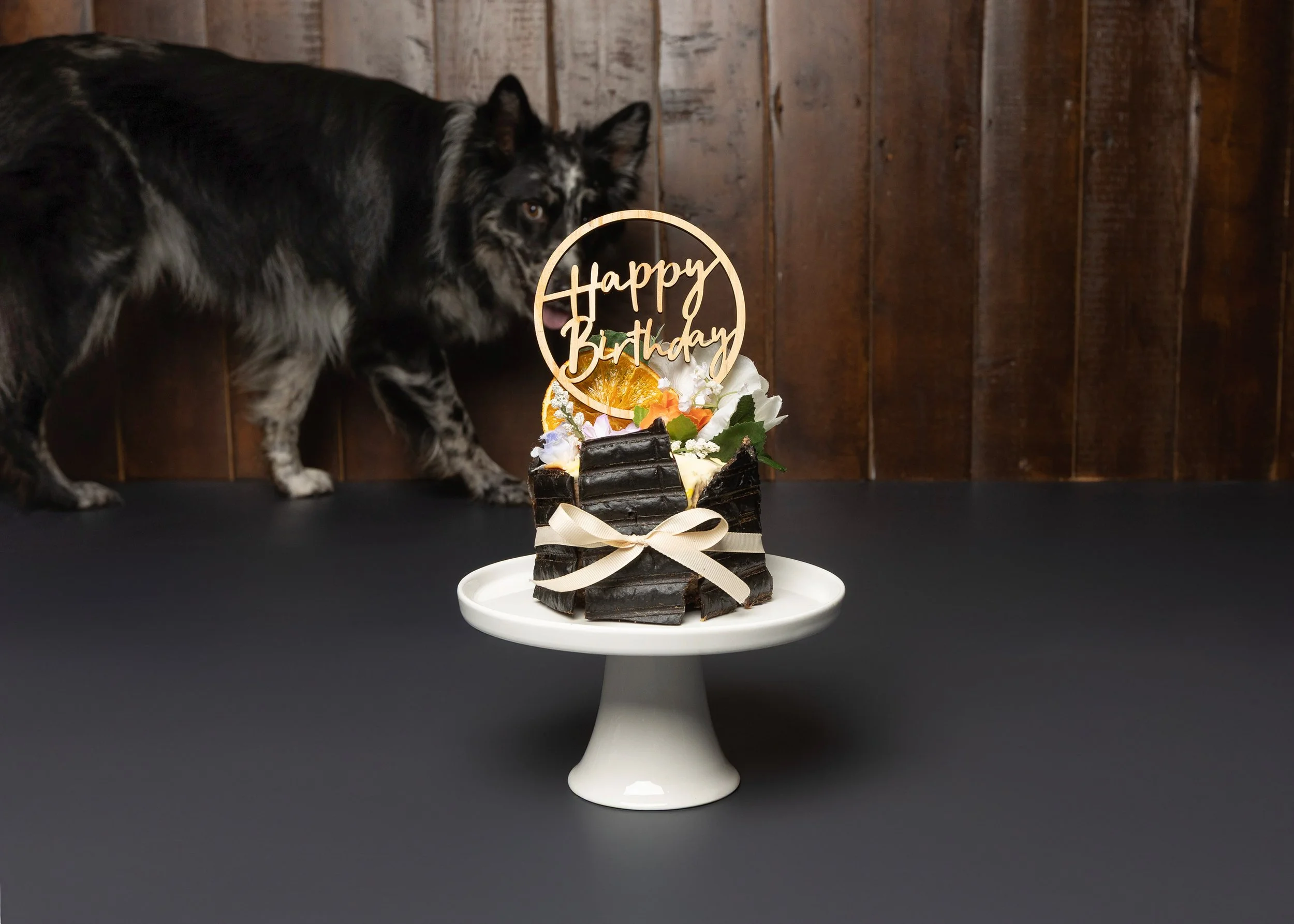 Dog Cake Smash Adelaide -01.jpg
