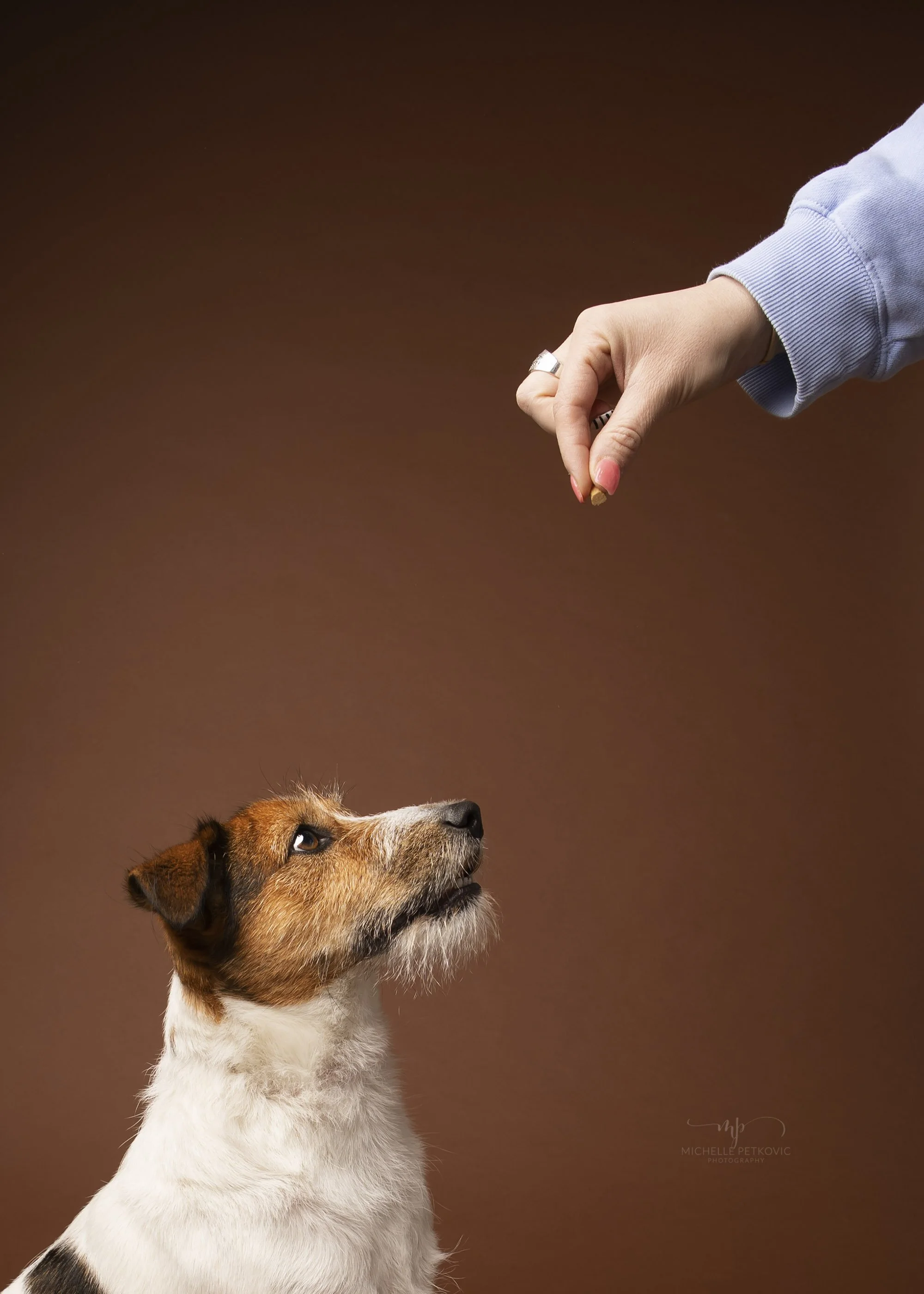 Dog photographer Adelaide -08.jpg