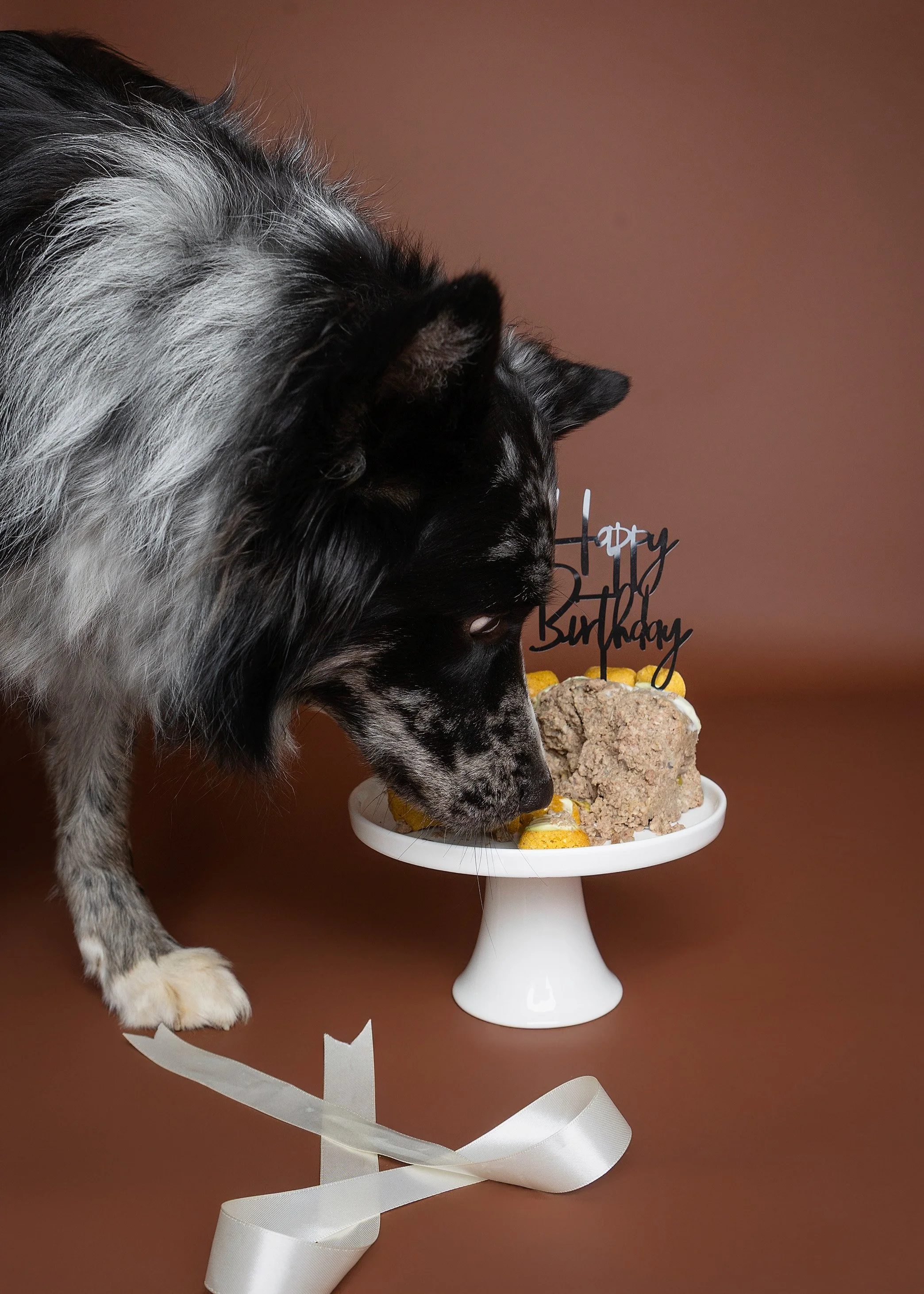 Dog cake smash Adelaide -62.jpg