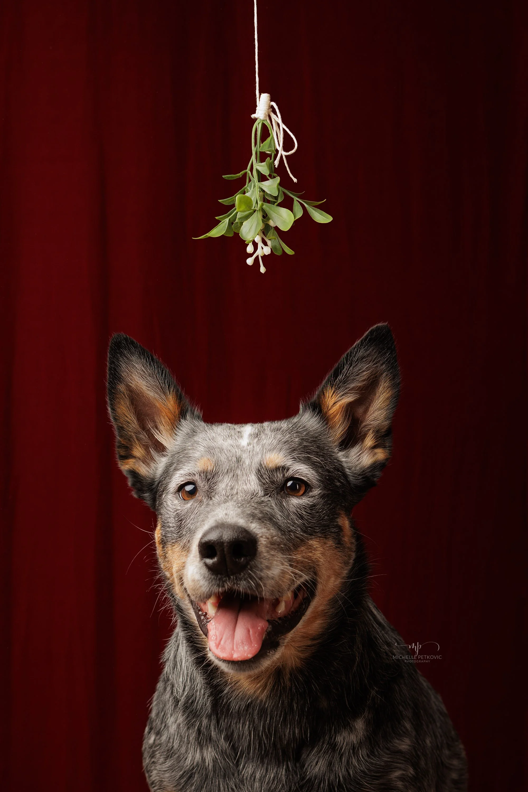 2023 Dog Xmas Mini Sessions Adelelaide  -16.jpg