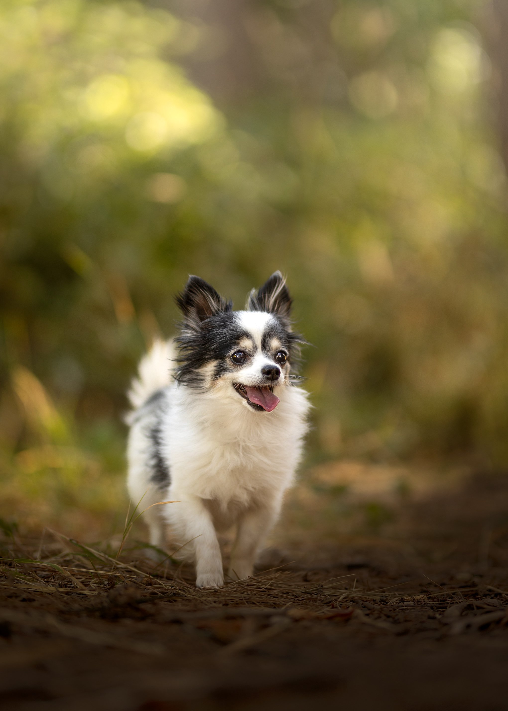 Dog Photos Adelaide -01.jpg