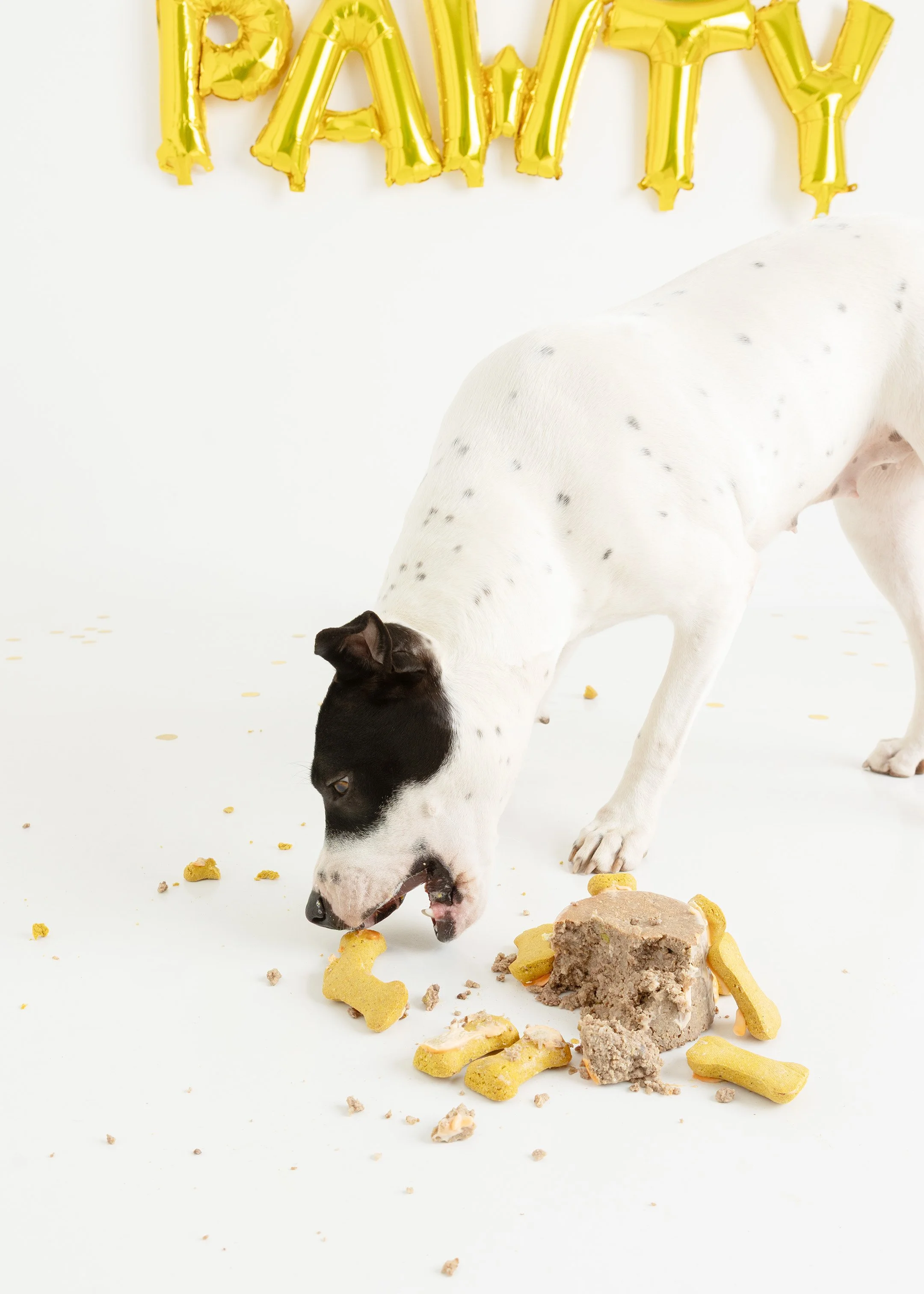 Dog cake smash Adelaide -50.jpg
