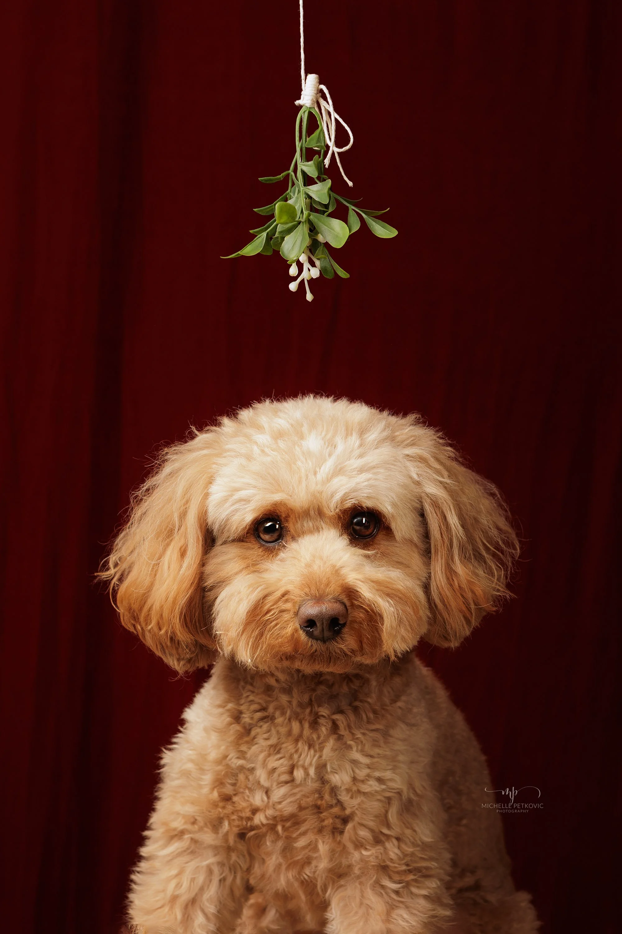 2023 Dog Xmas Mini Sessions Adelelaide  -17.jpg
