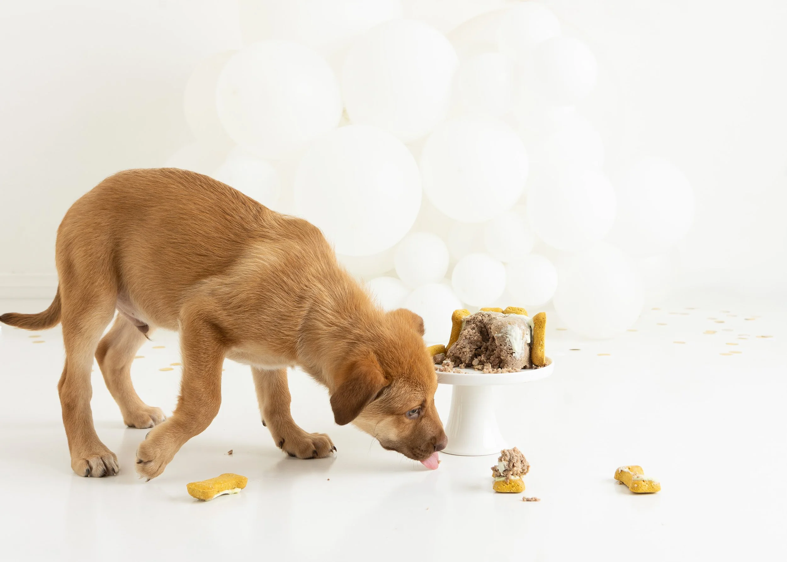 Dog cake smash Adelaide -32.jpg