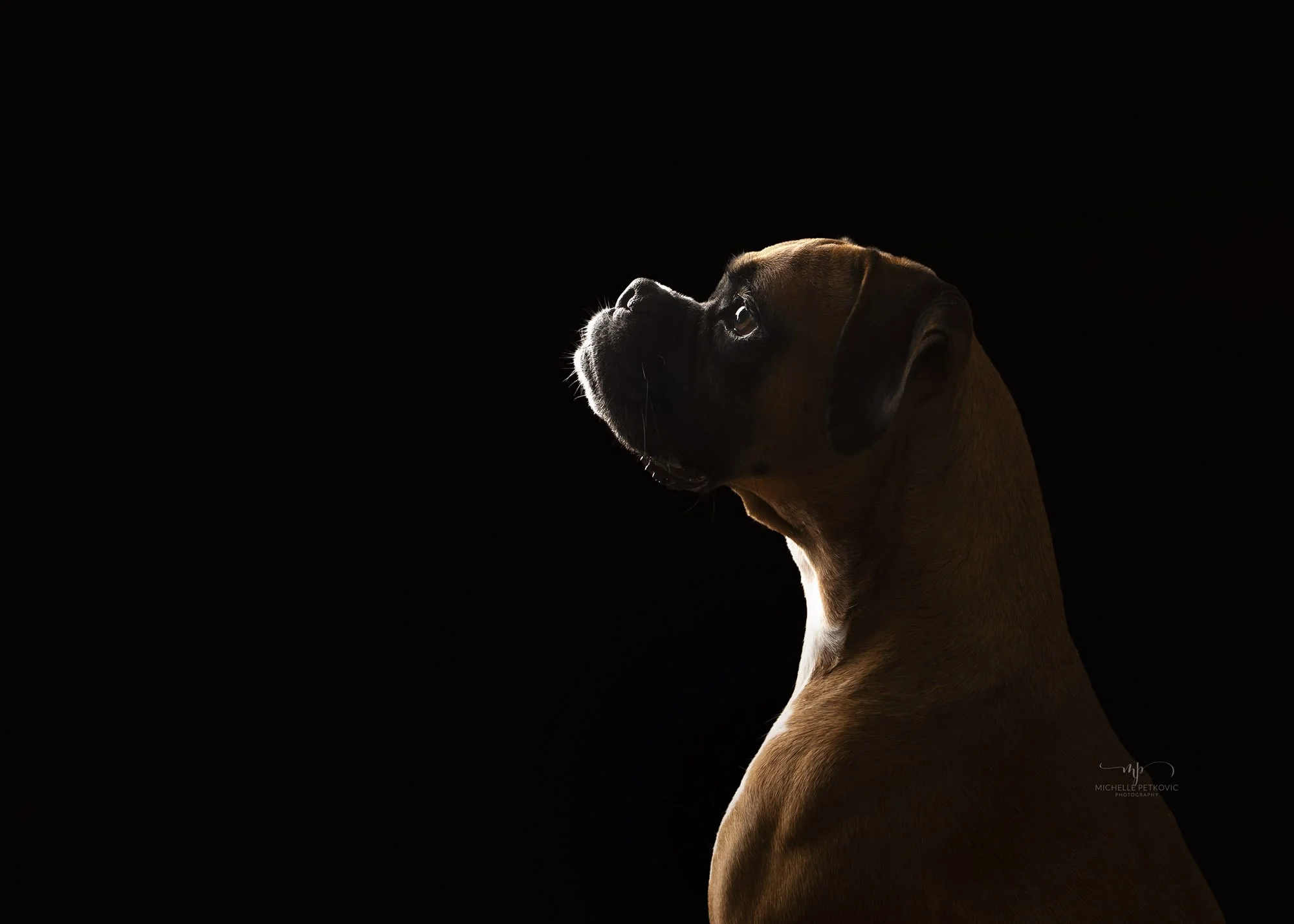 dog photography Adelaide -16.jpg
