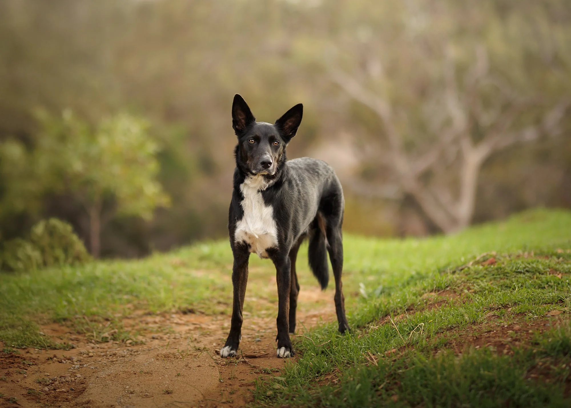 Dog photos Adelaide -23.jpg