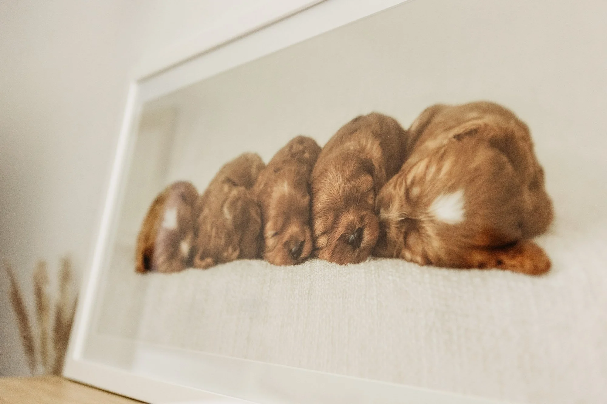 Dog photography Paralowie -16.jpg