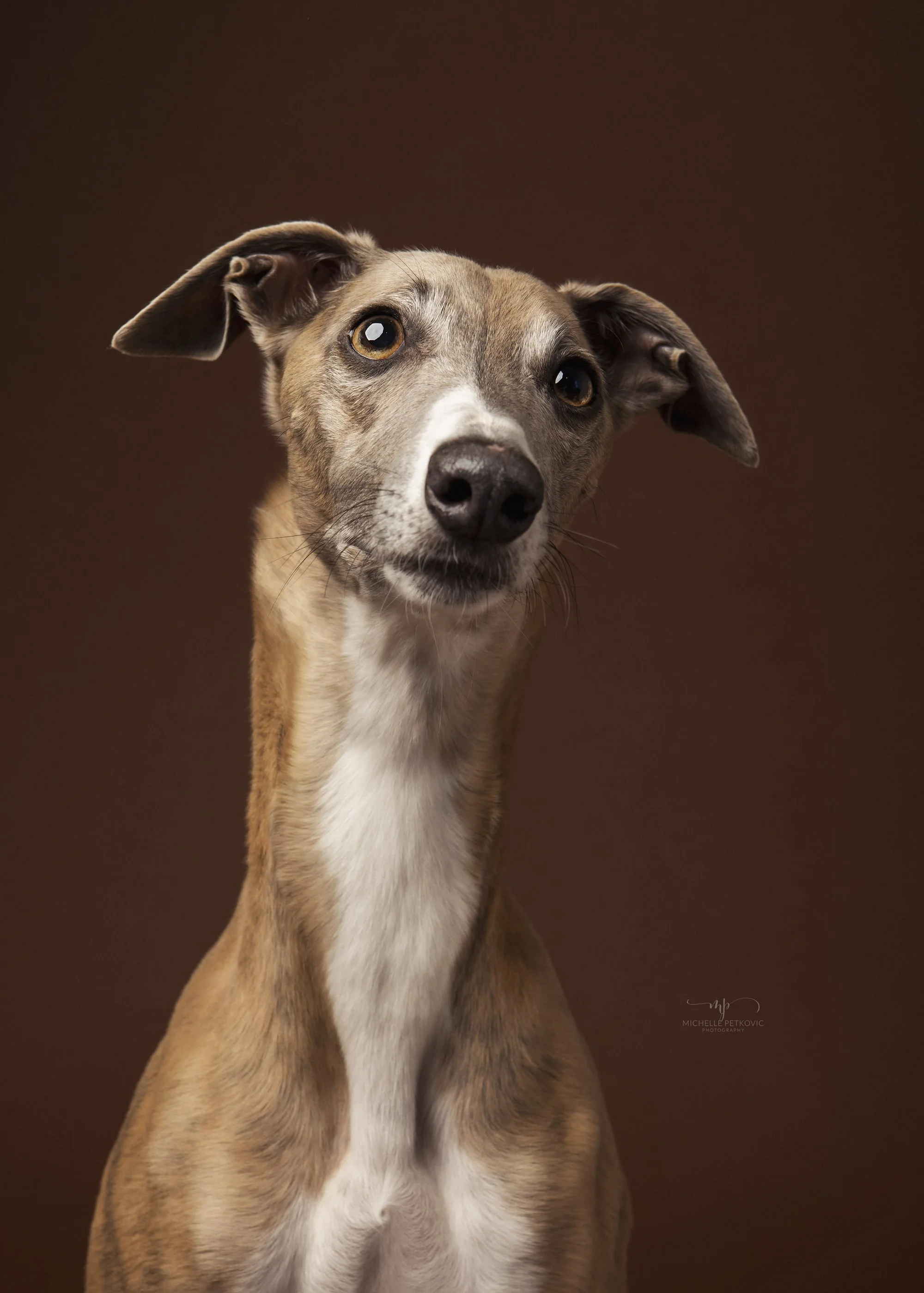 Dog photographer Adelaide -09.jpg