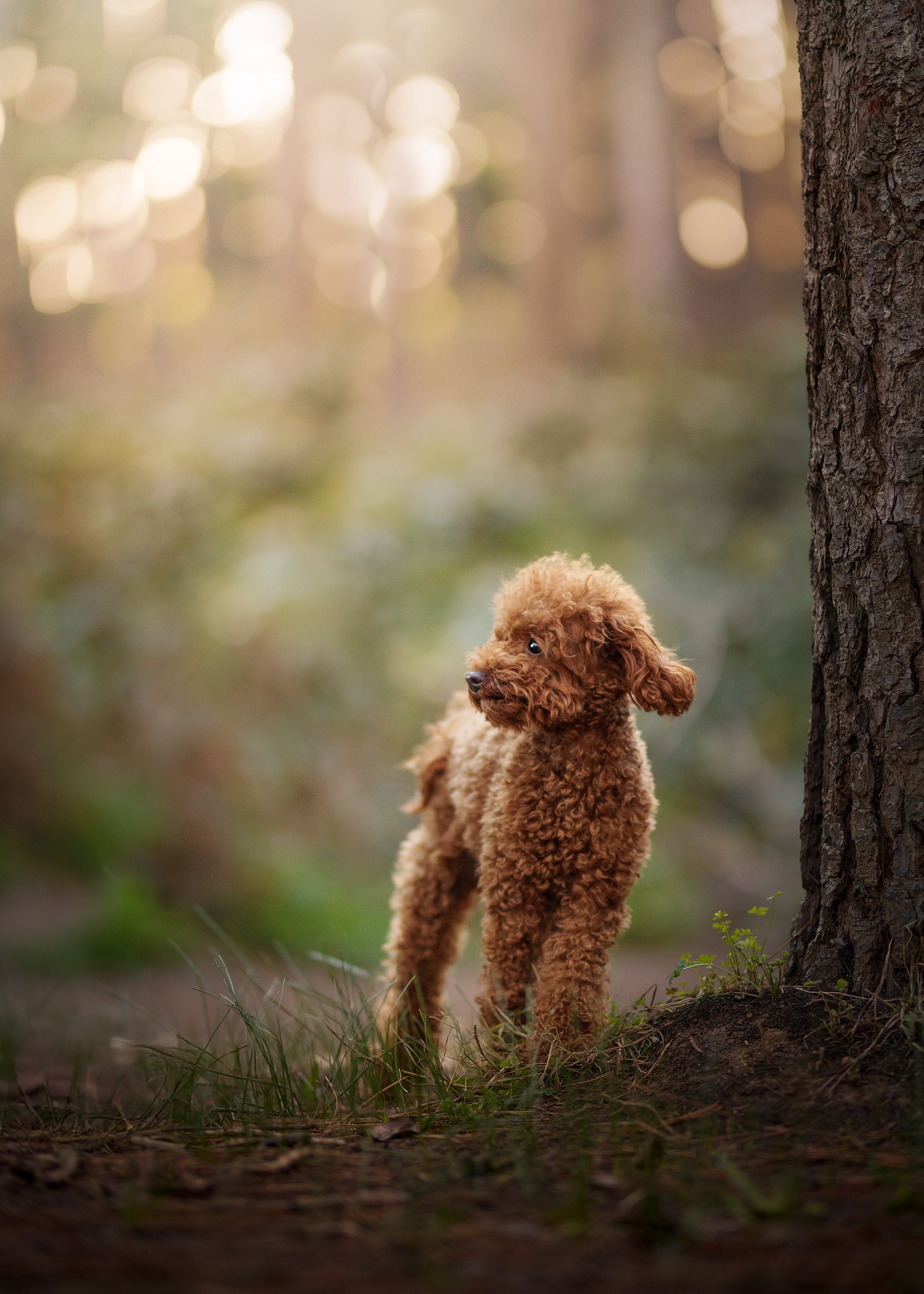 Dog Photos Adelaide -18.jpg