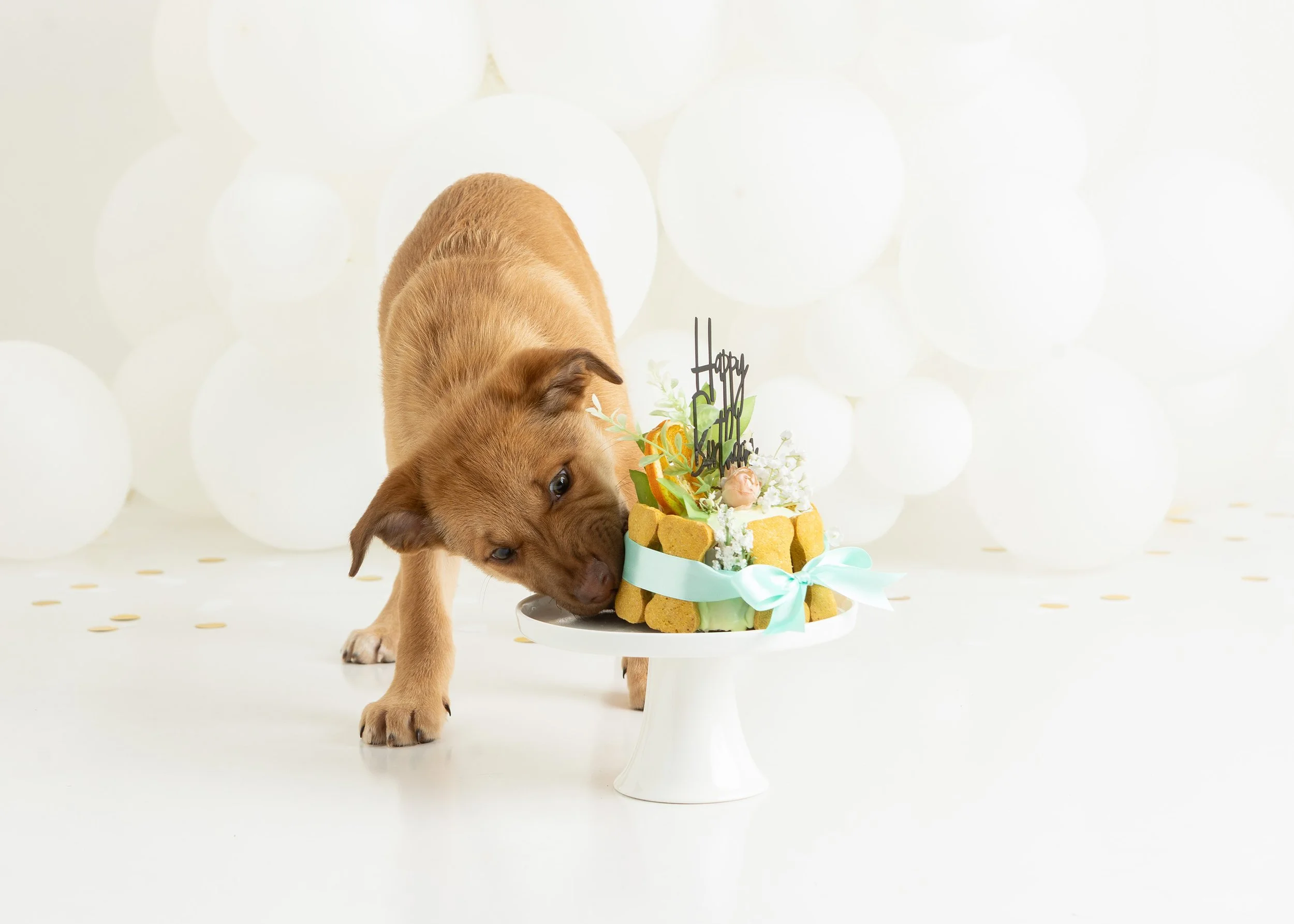 Dog cake smash Adelaide -22.jpg