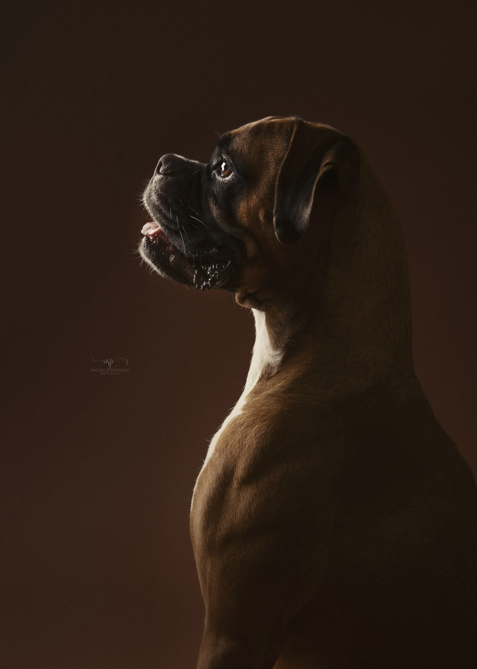 dog photography Adelaide -17.jpg