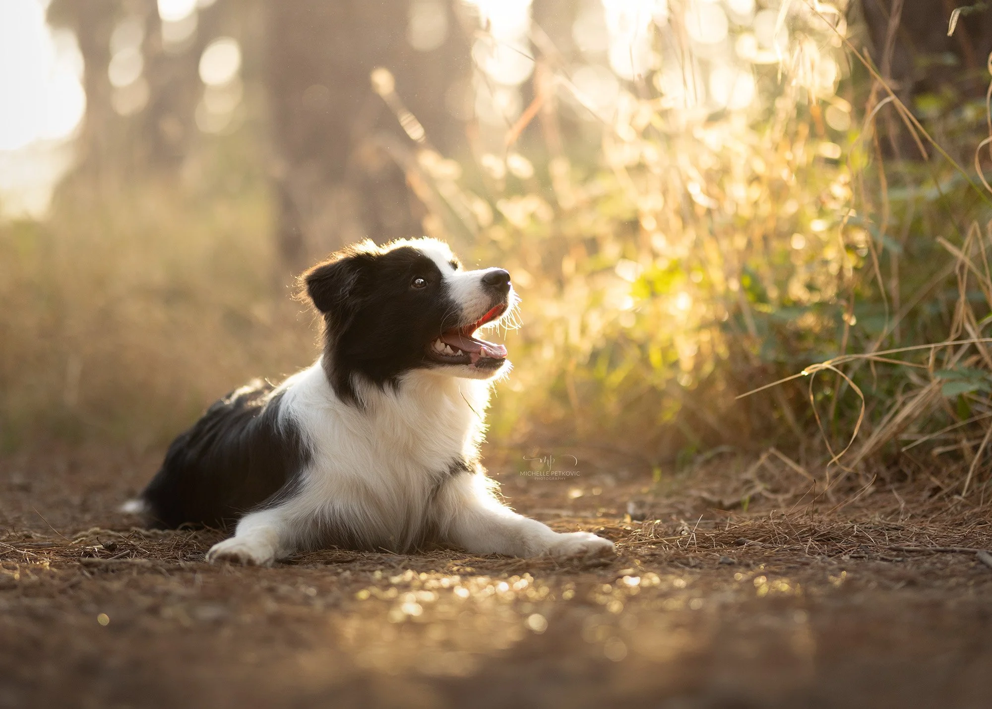 Dog Photography Adelaide -14.jpg