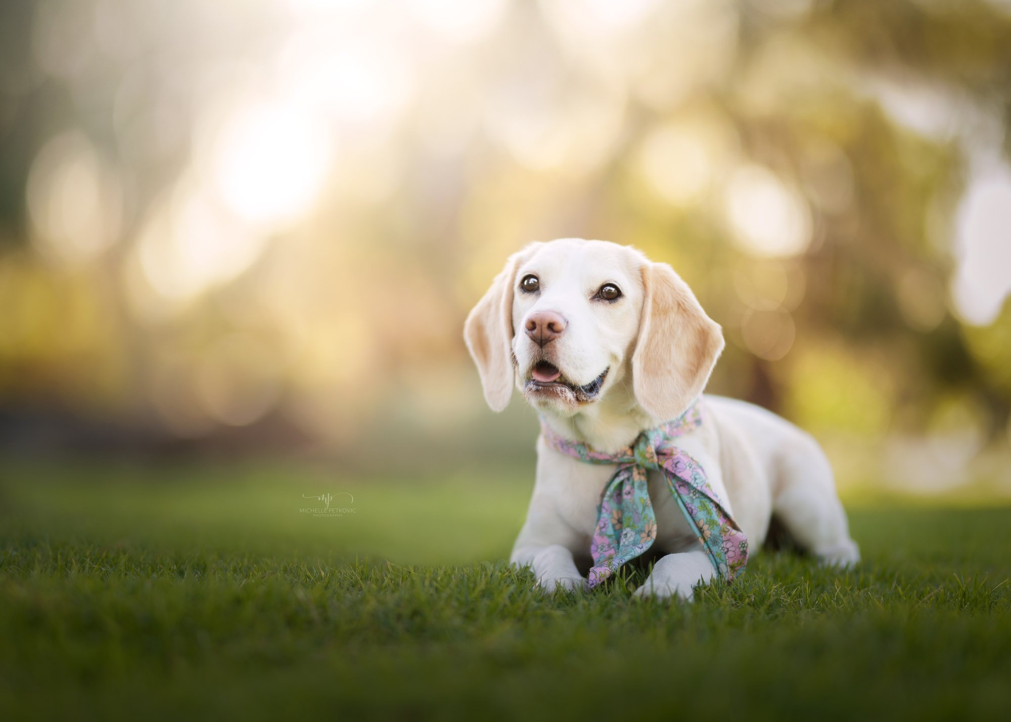 Dog Photography Adelaide -43.jpg