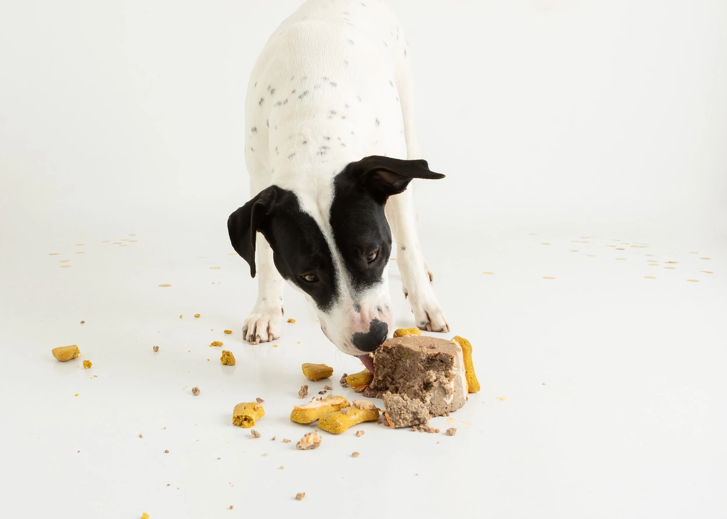 Dog cake smash Adelaide -54.jpg