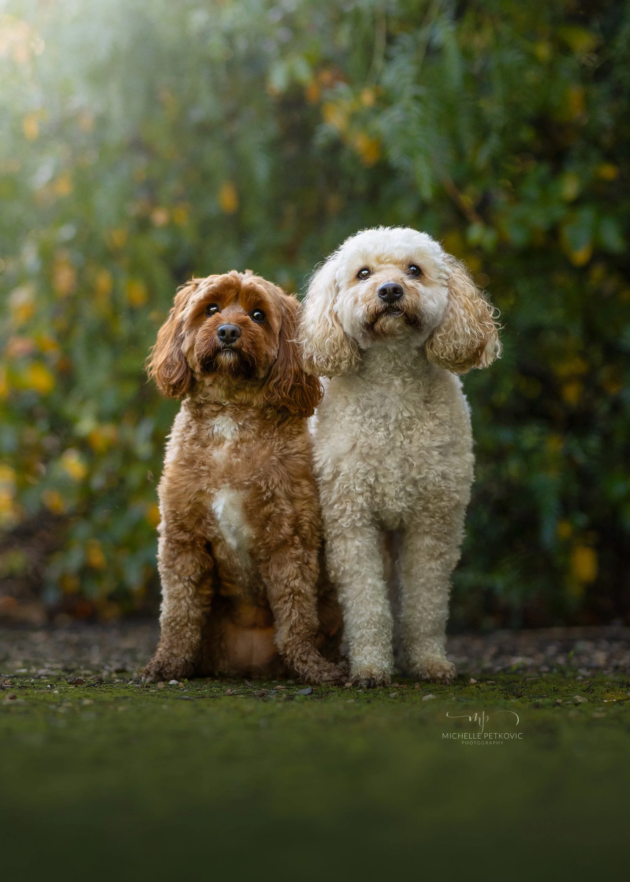Adelaide Dog Photographer -04.jpg