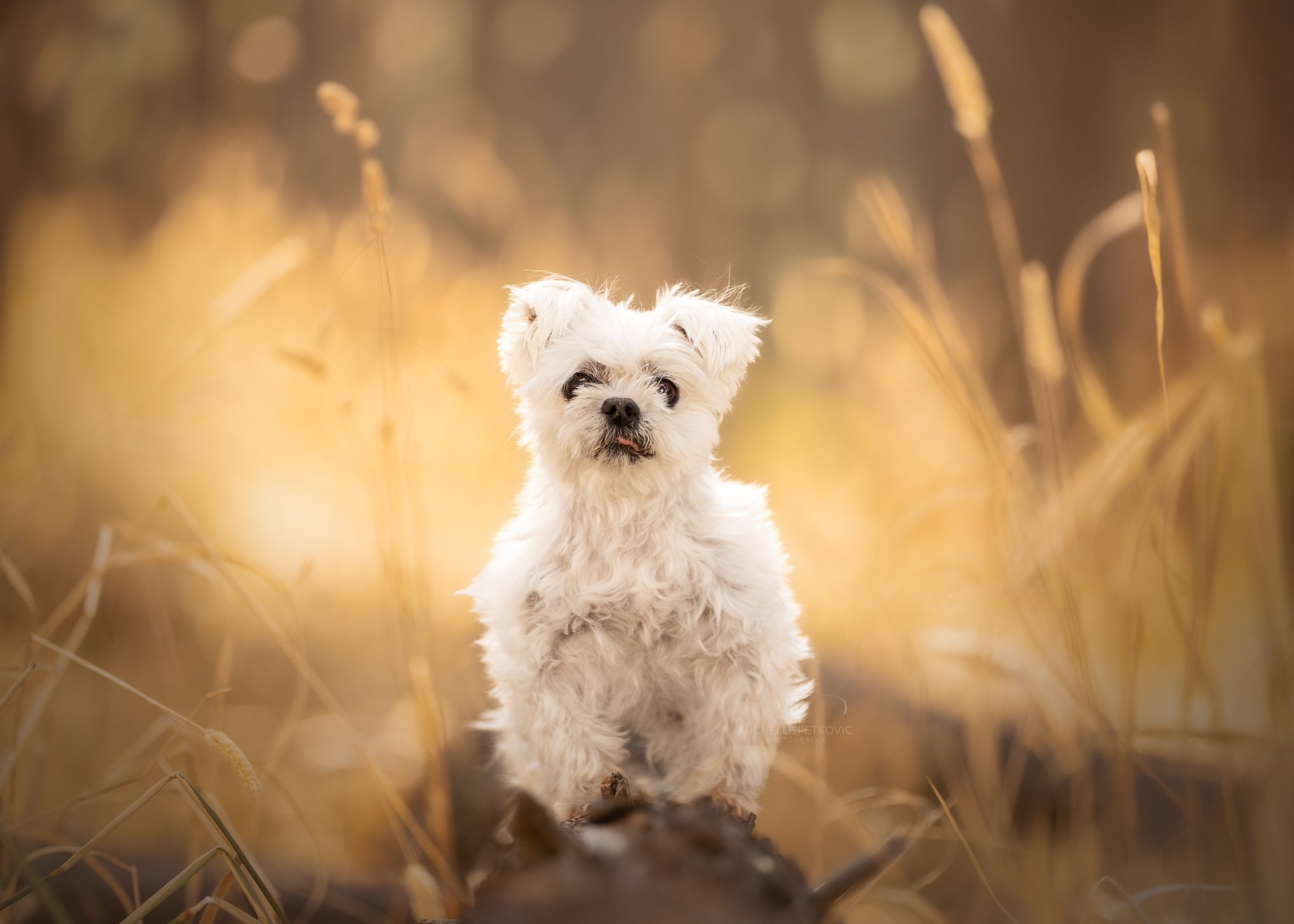 Dog Photos Adelaide -08.jpg