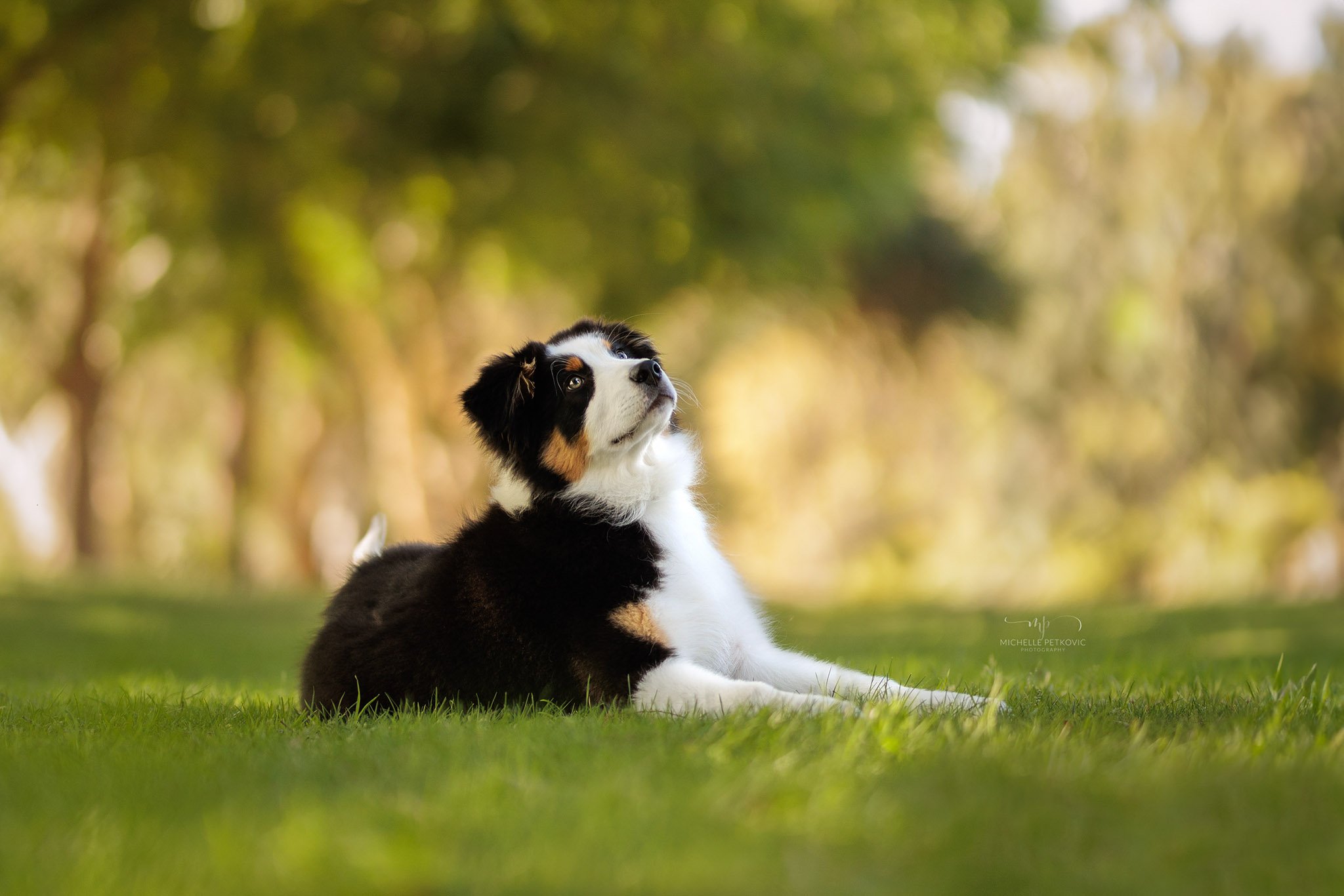 Paws Adventure -033.jpg