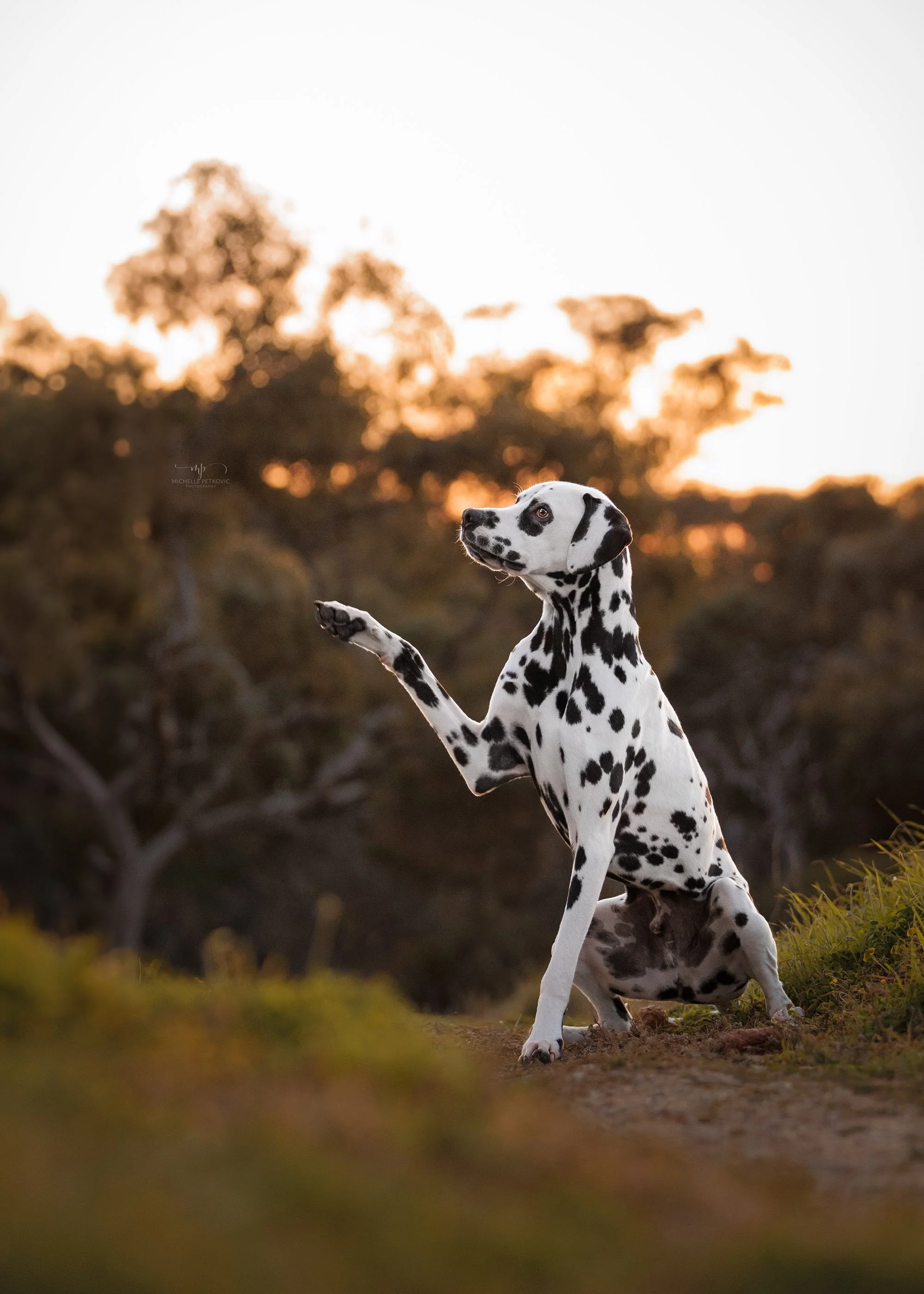Dalmation photography -10.jpg