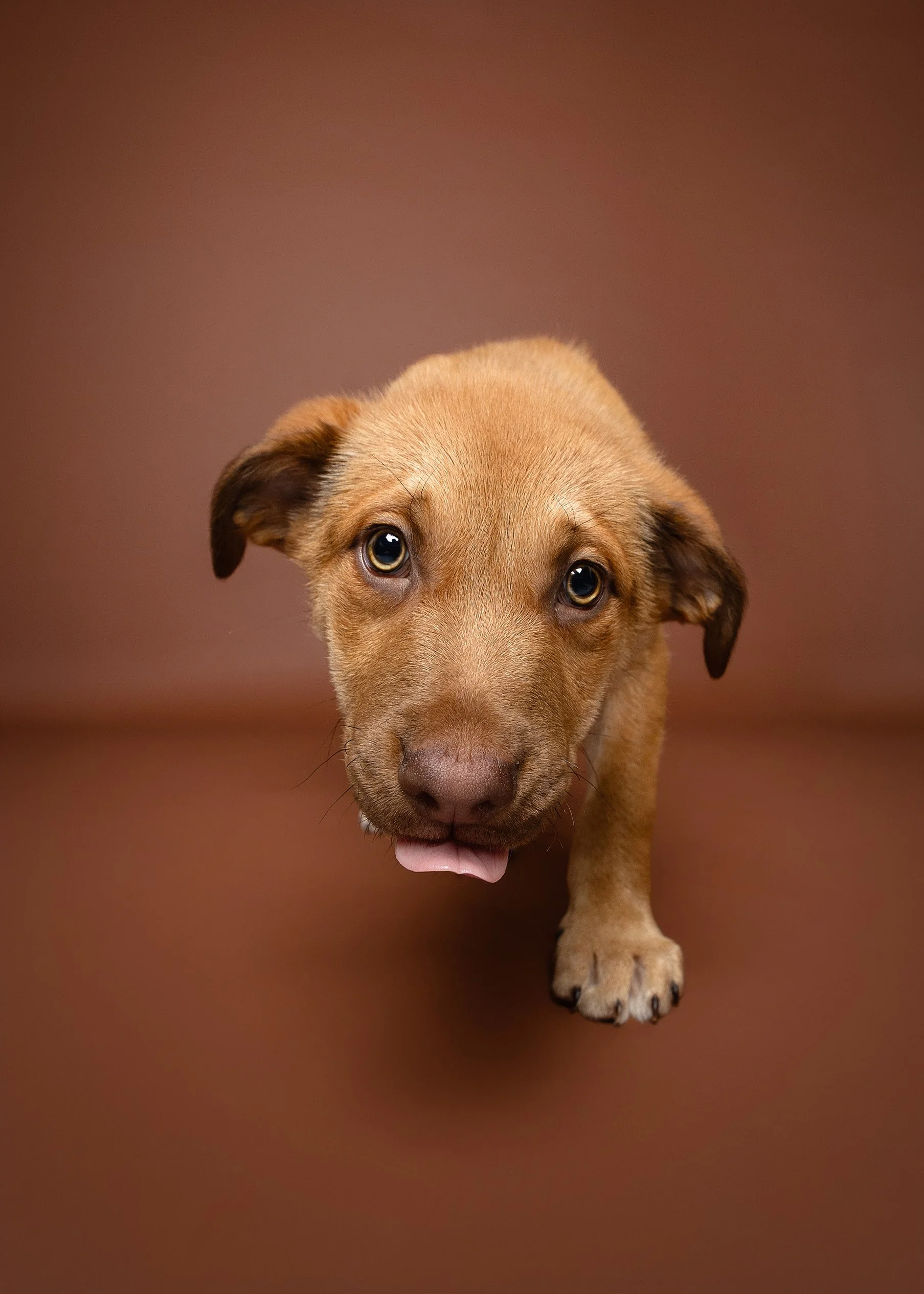 Dog cake smash Adelaide -16.jpg
